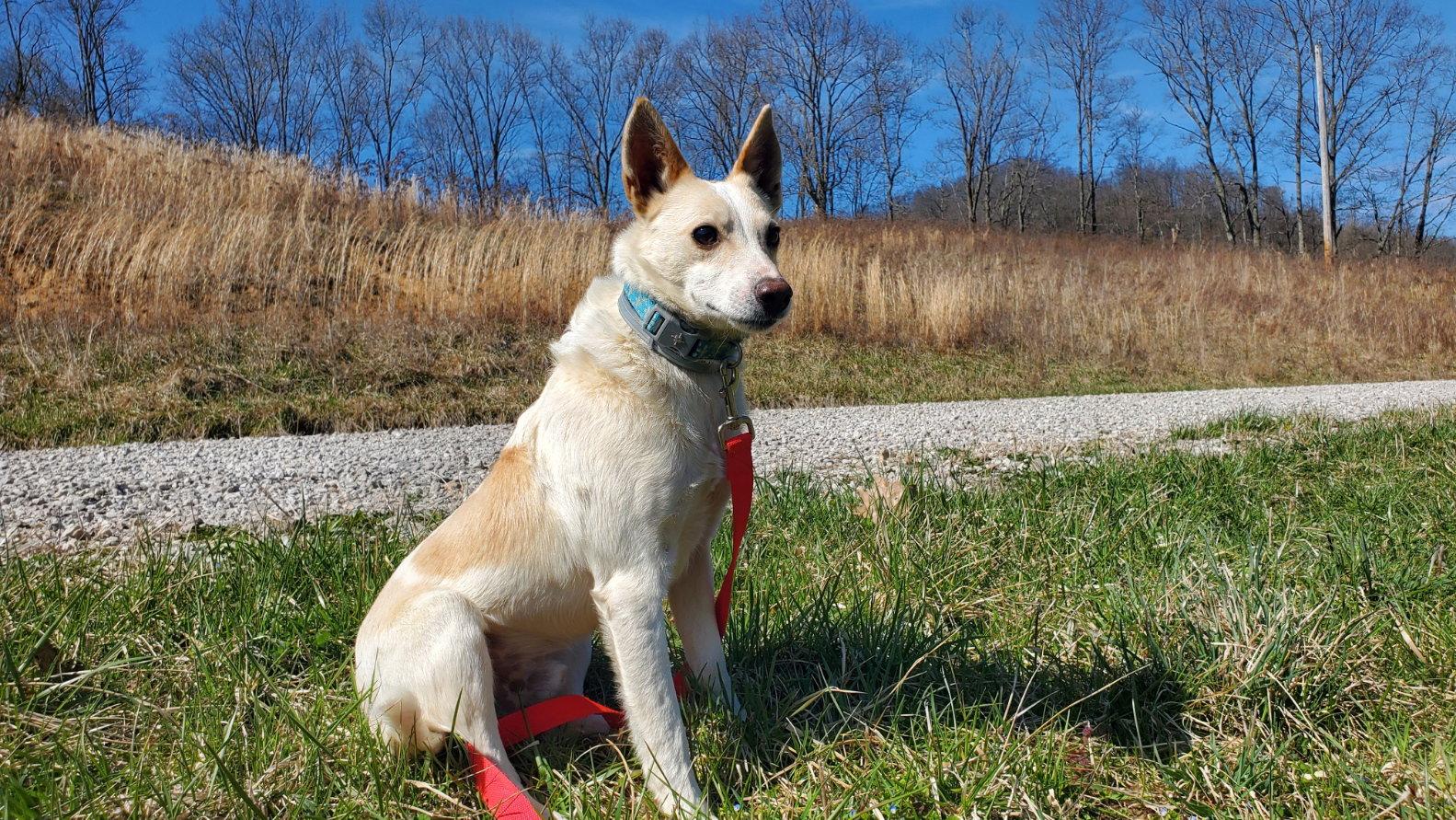 Enlarge PeeWee, a Adoptable Terrier in Woodsfield, OH image 3/3