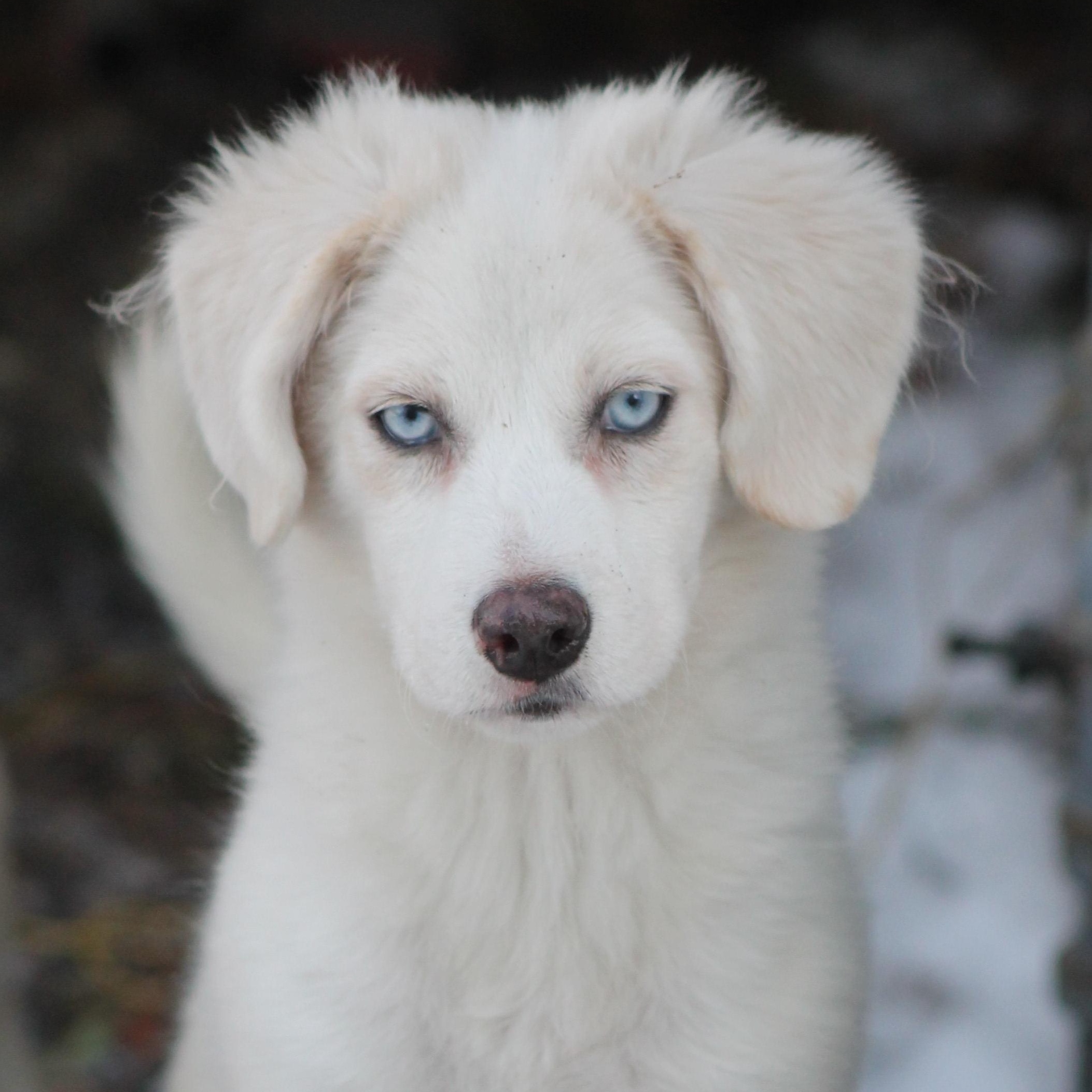 Glace, an adopted mixed breed in Lemont, IL image 2/2