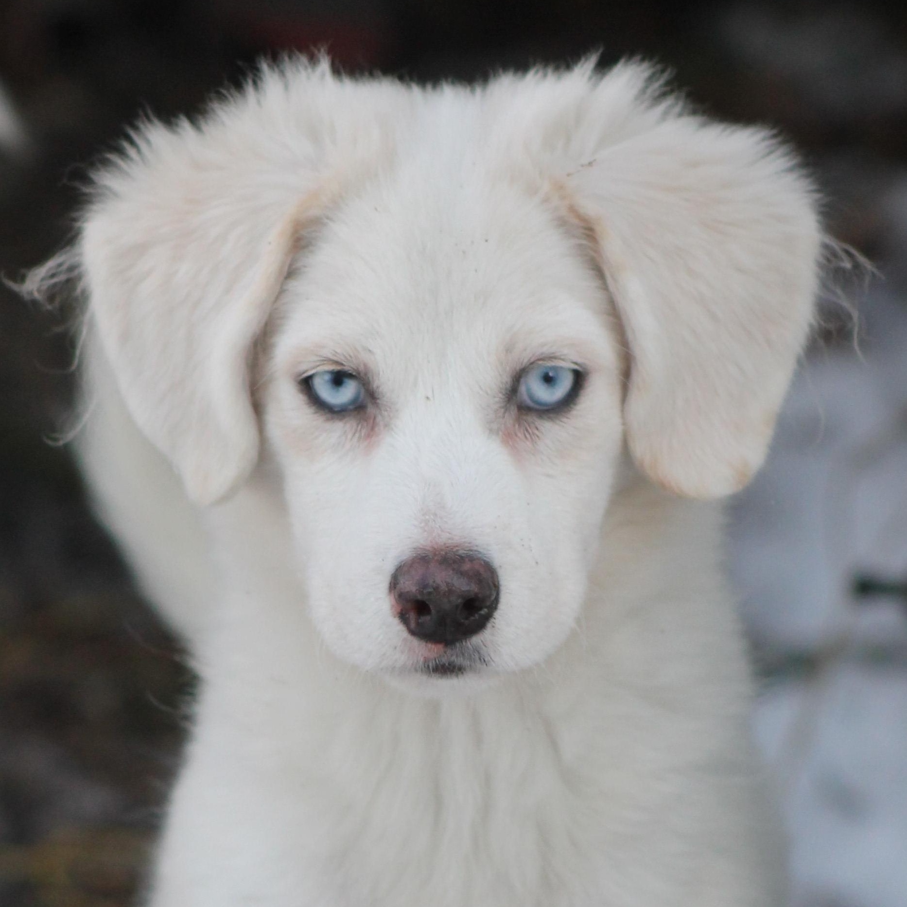Glace, adopted, Puppy Female Beagle & Husky.
