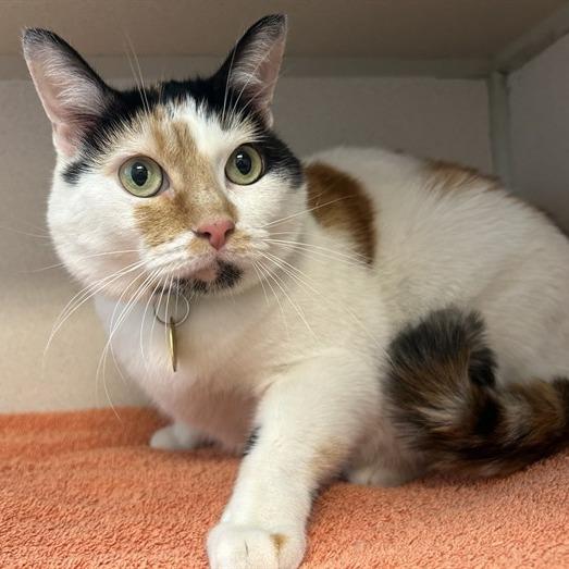Miriam, Adoptable, Adult Female Domestic Short Hair.
