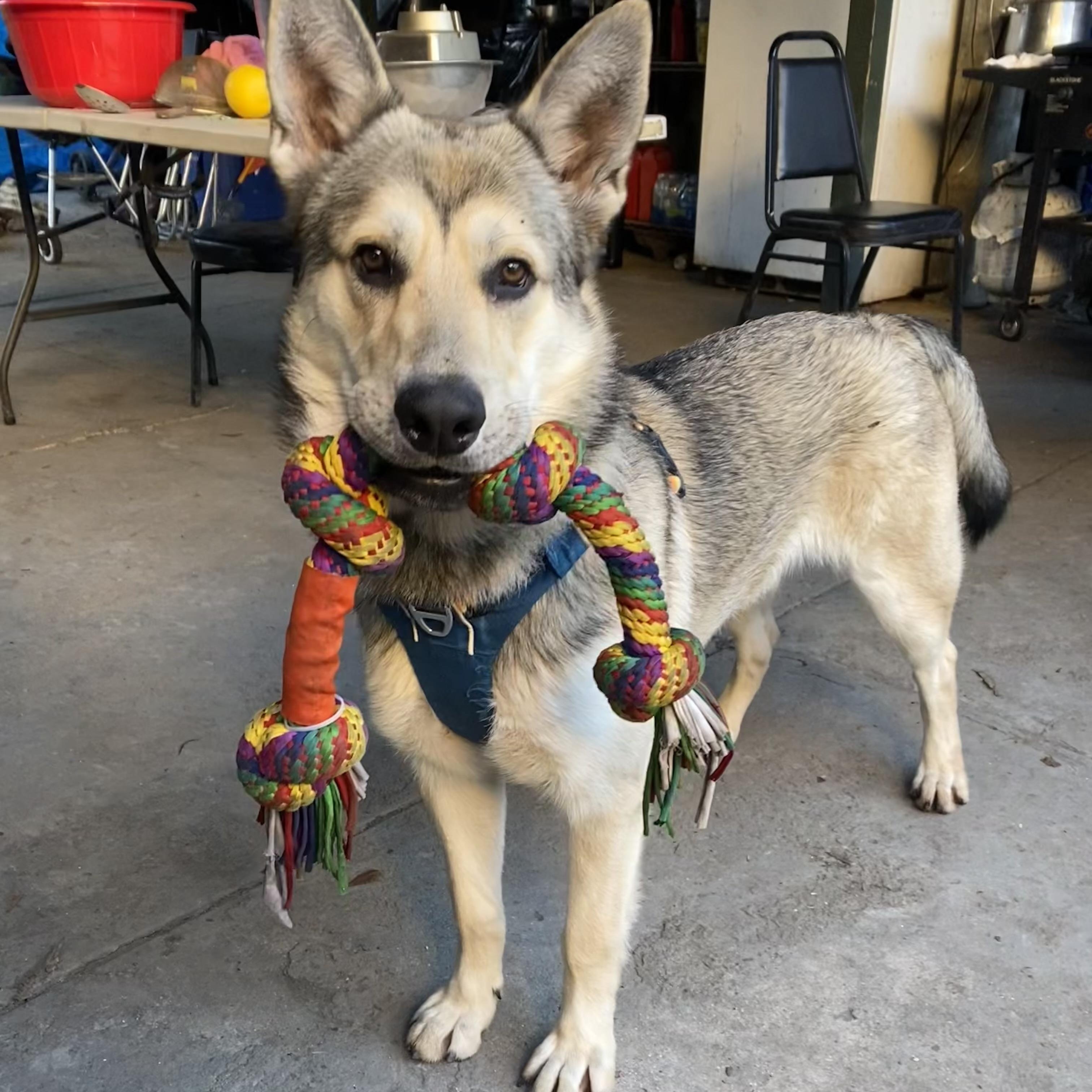 Enlarge CHESTER , a ADOPTABLE mixed breed in Lebec, CA image 2/3