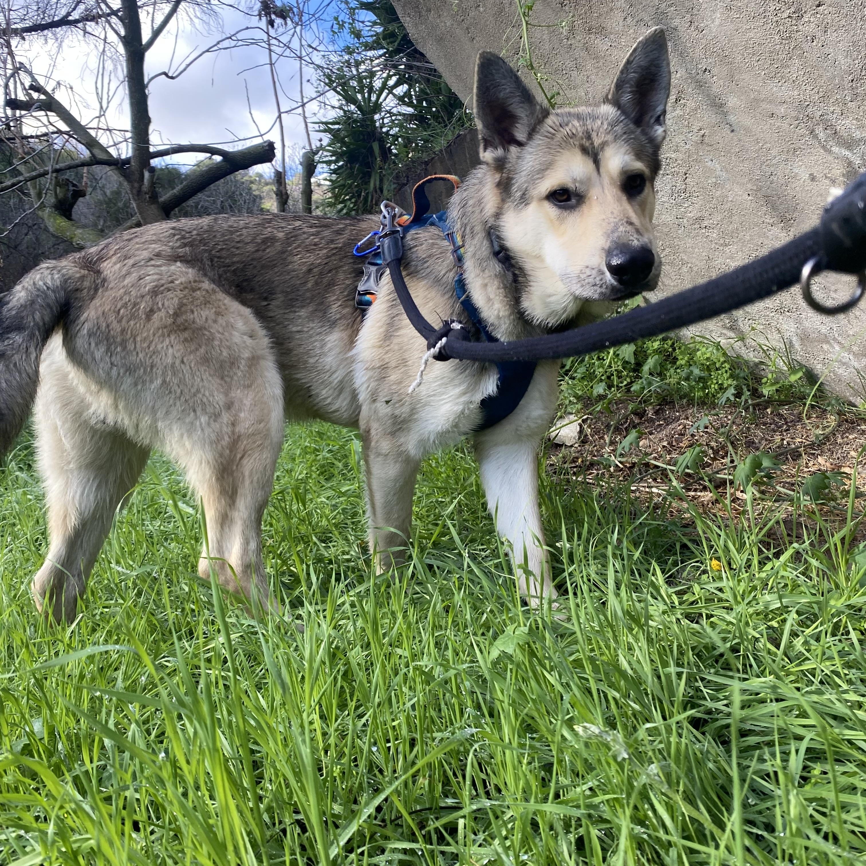 Enlarge CHESTER , a ADOPTABLE mixed breed in Lebec, CA image 3/3