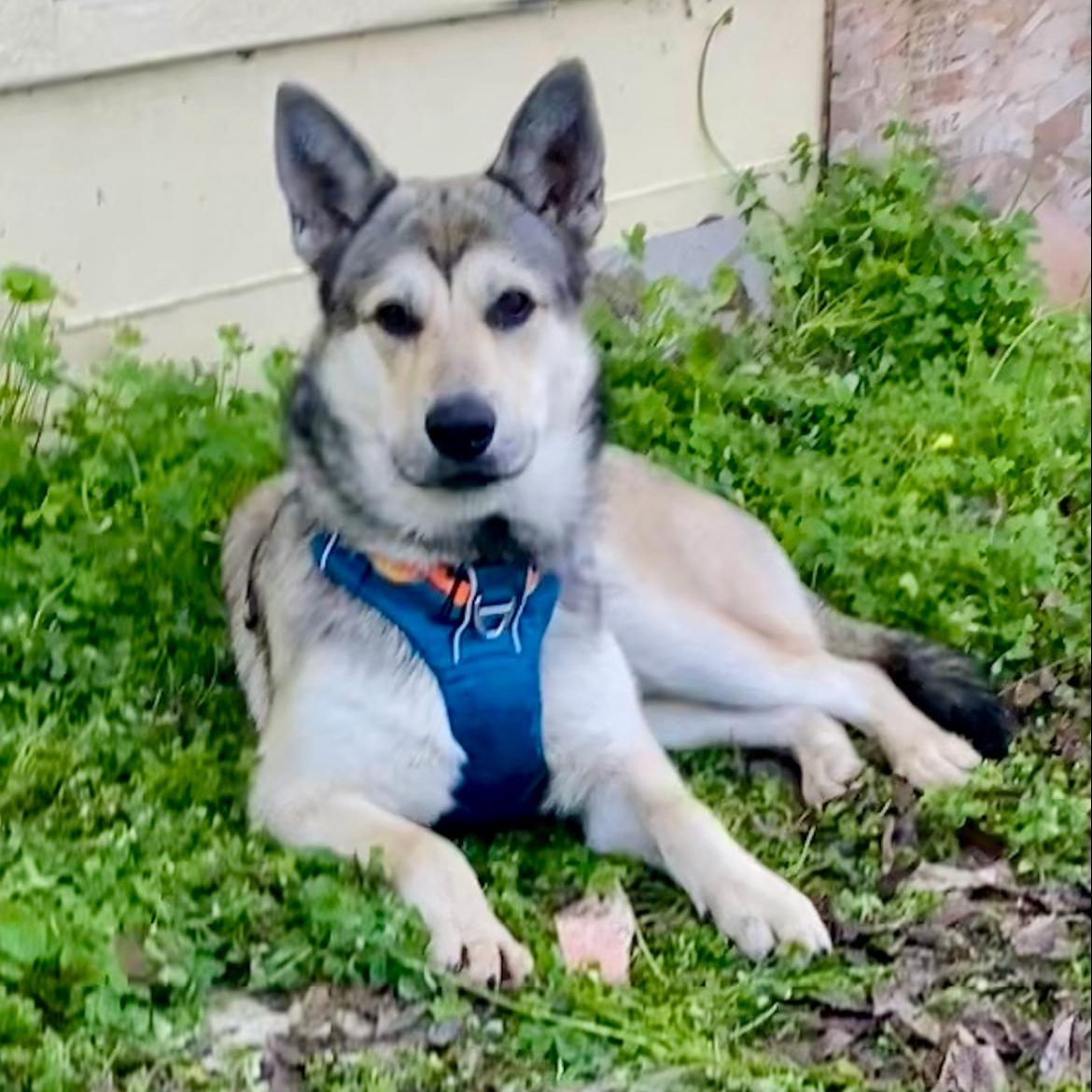 CHESTER , ADOPTABLE, Young Male Siberian Husky & German Shepherd Dog.