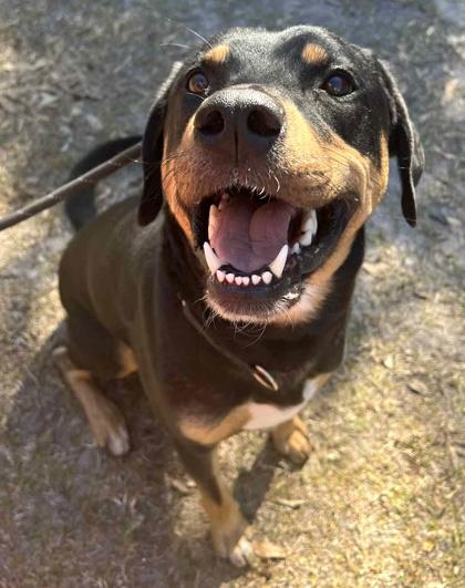 Dexter — thumbnail 2