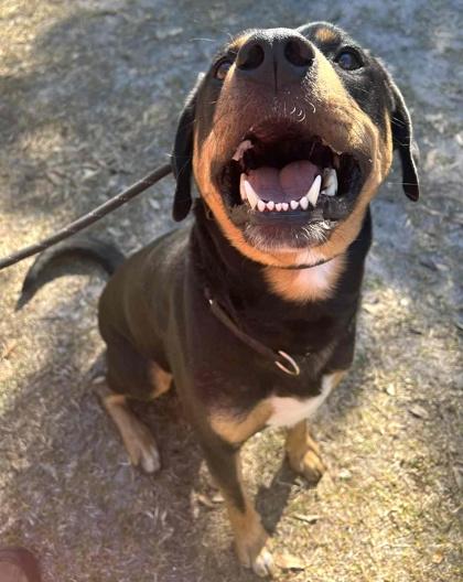 Dexter — thumbnail 3