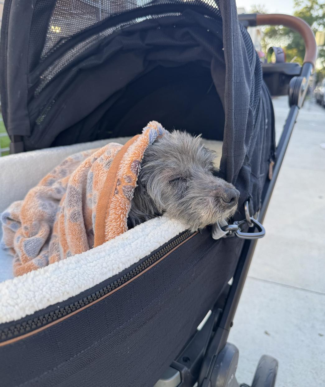 Shirley, an adopted mixed breed in Santa Monica, CA image 2/4