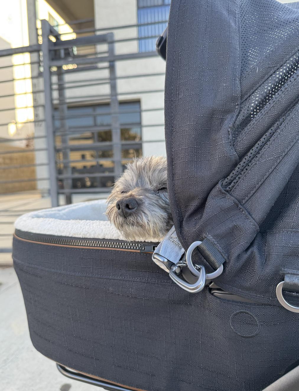Shirley, an adopted mixed breed in Santa Monica, CA image 3/4
