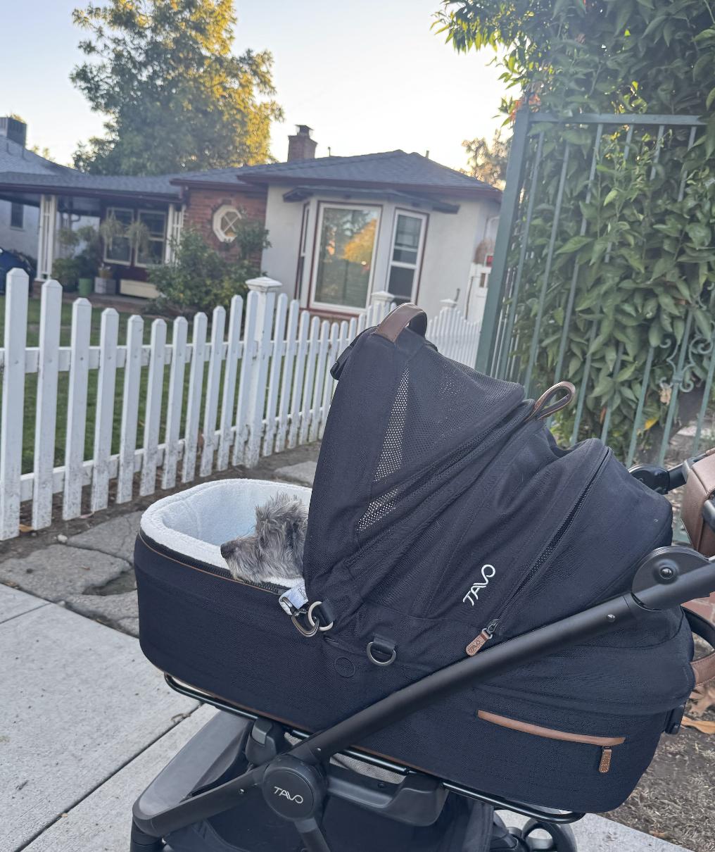 Shirley, an adopted mixed breed in Santa Monica, CA image 4/4