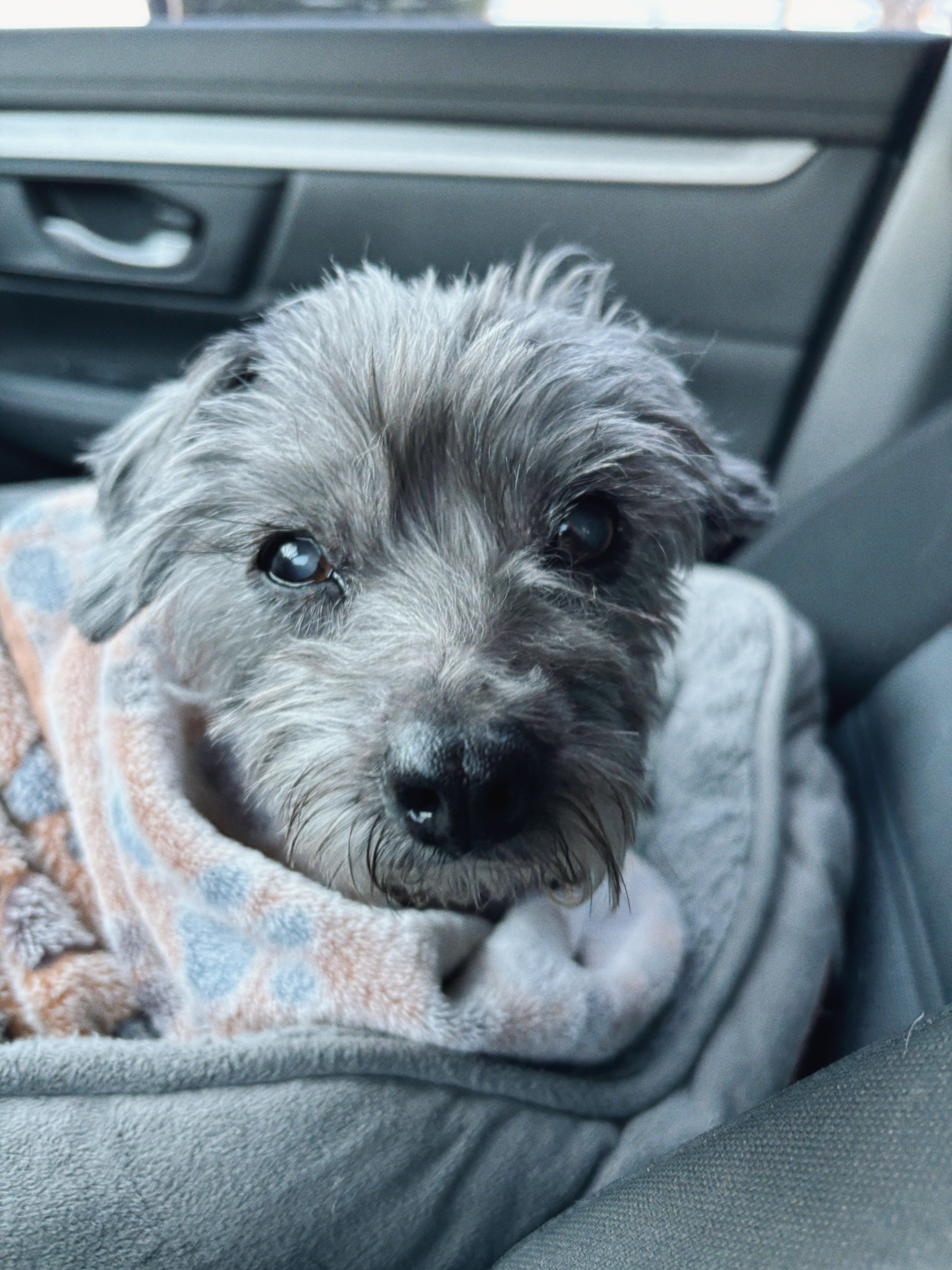 Shirley, adopted, Senior Female Havanese.