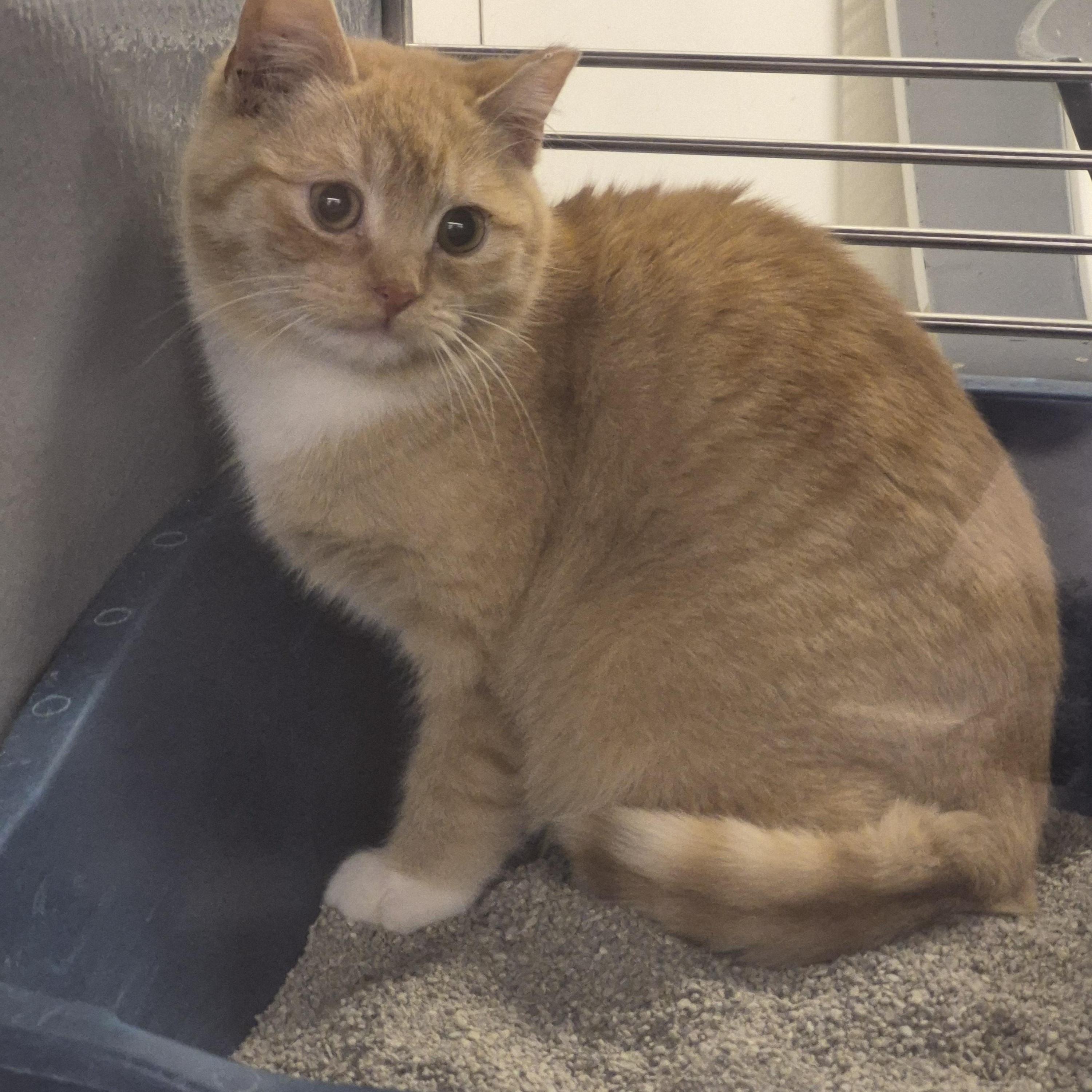 Popcorn , an adopted Domestic Short Hair in Blue Springs, MO image 2/4