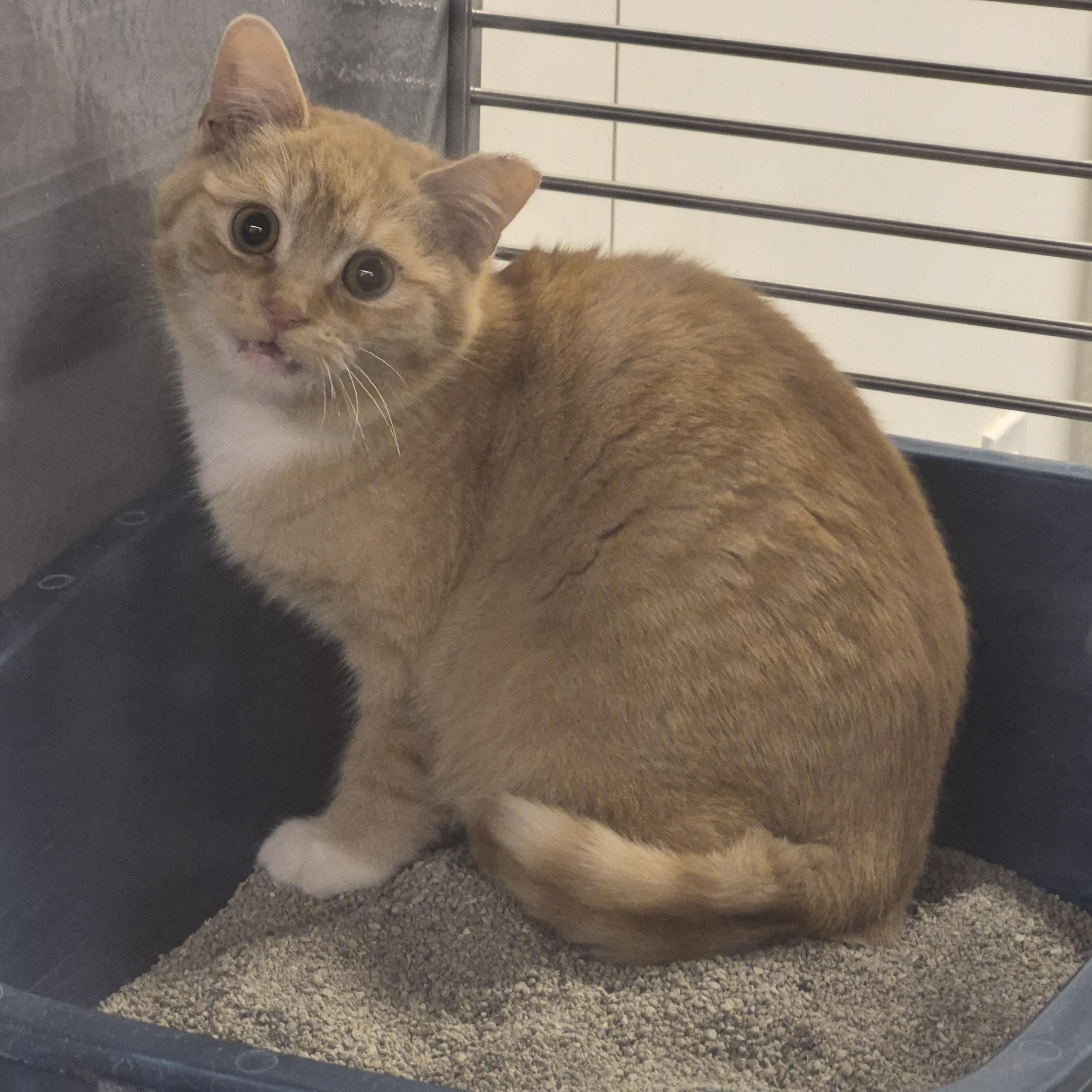 Popcorn , an adopted Domestic Short Hair in Blue Springs, MO image 4/4