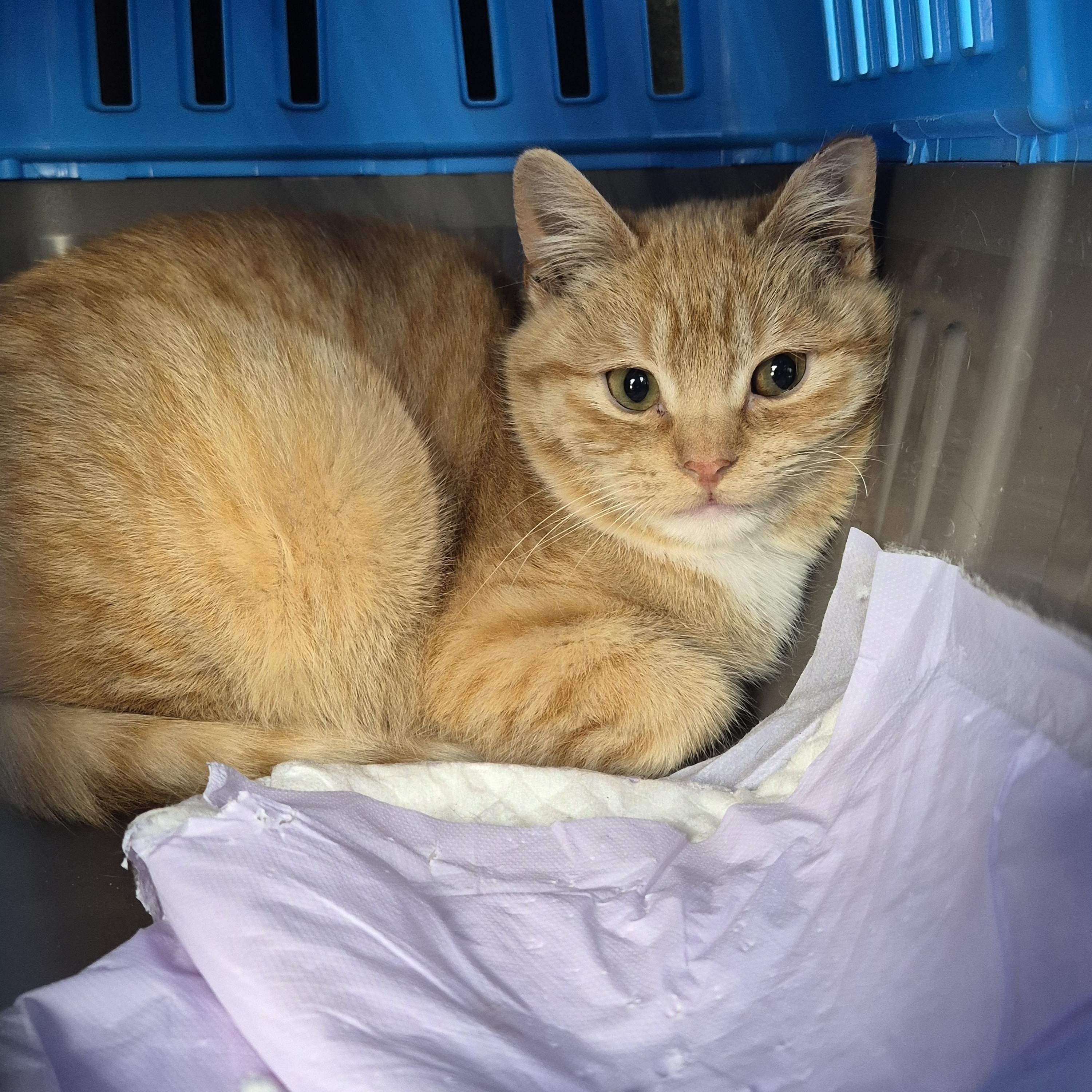 Popcorn , adopted, Young Male Domestic Short Hair.