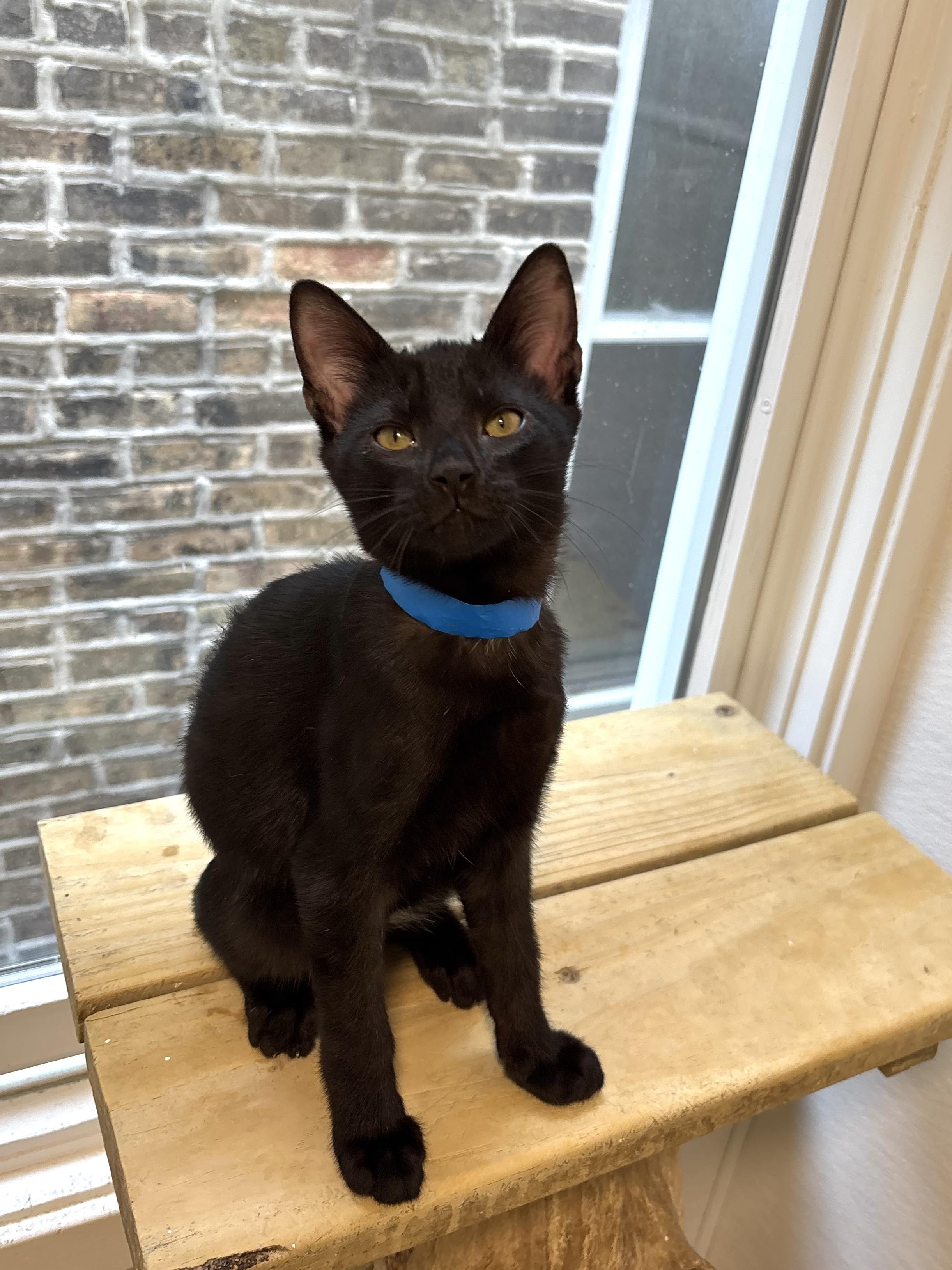 Enlarge Cooper, a Adoptable Domestic Short Hair in Chicago, IL image 2/2