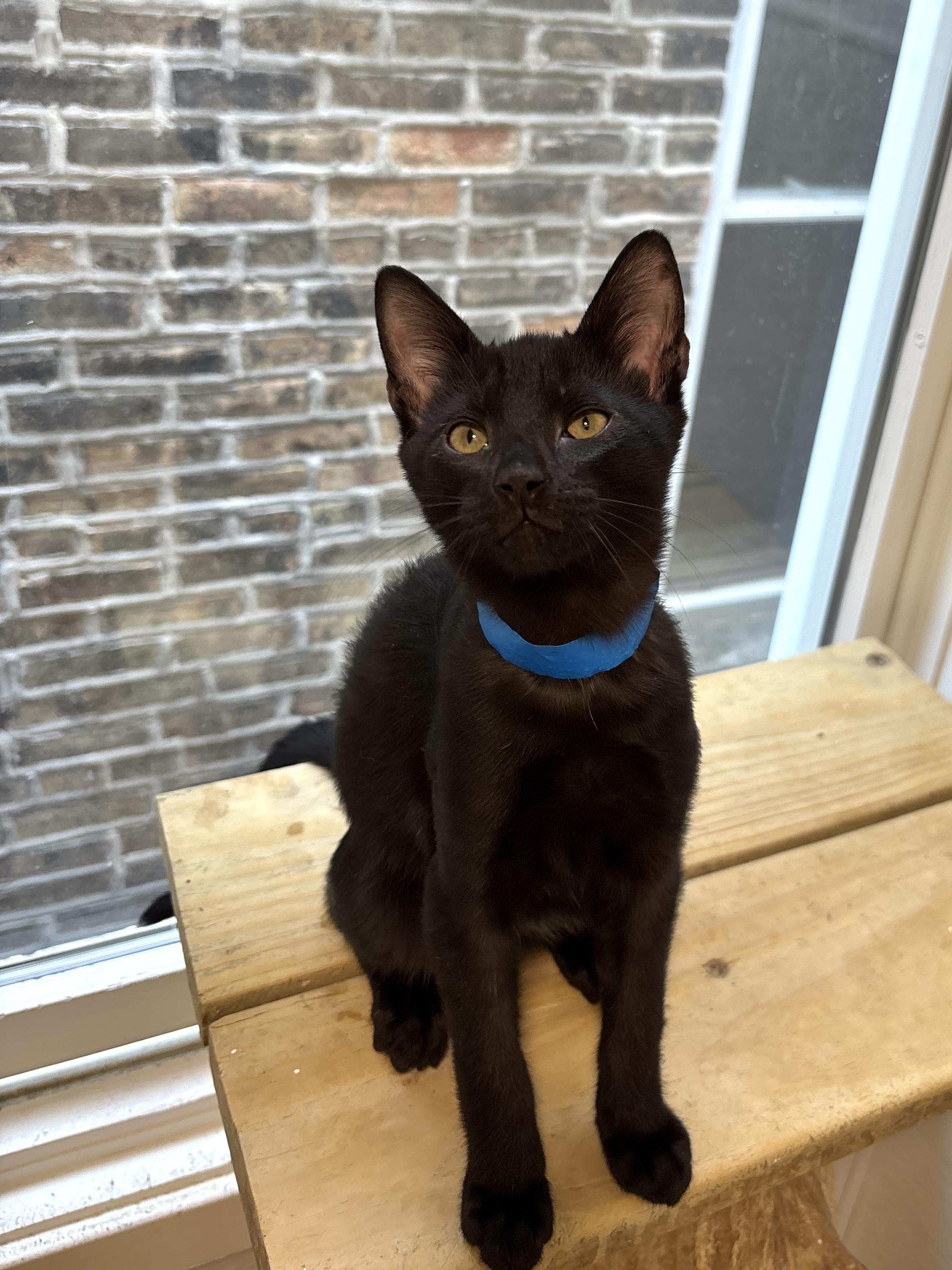 Enlarge Cooper, a Adoptable Domestic Short Hair in Chicago, IL image 1/2