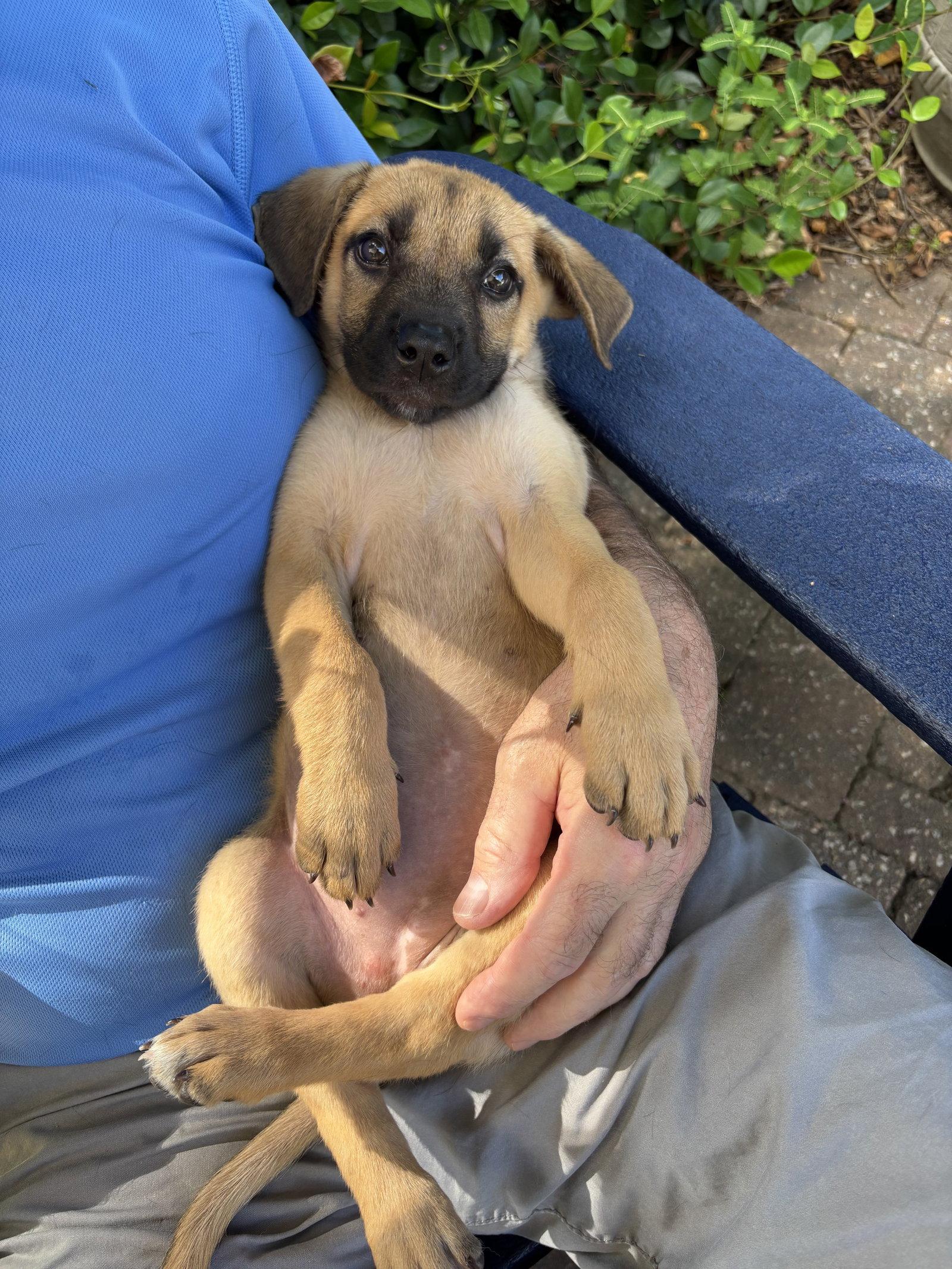 Lilly, Adopted, Young Female Mixed Breed.
