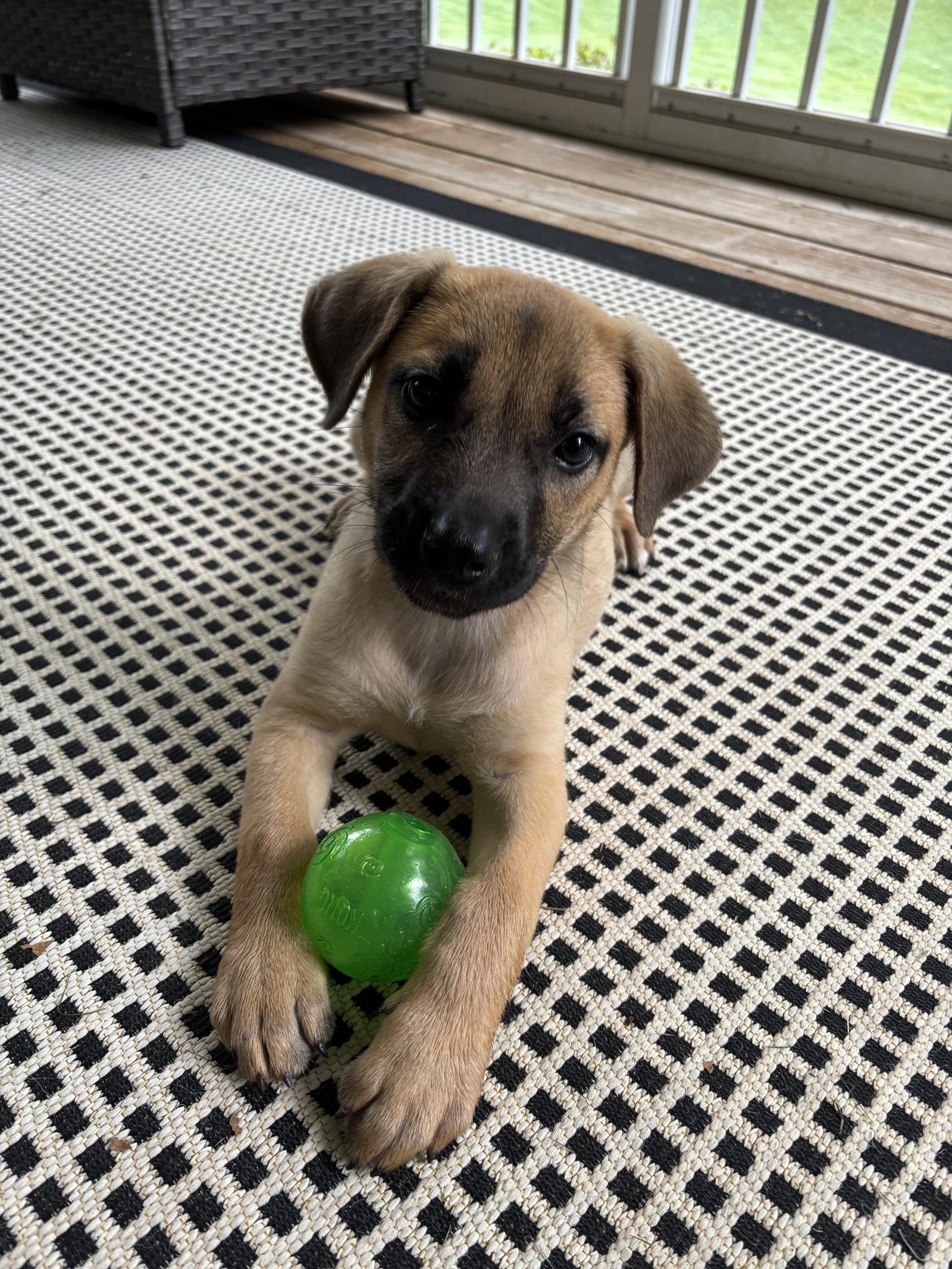 Enlarge Lilly, a Adopted Mixed Breed in Ball Ground, GA image 3/3