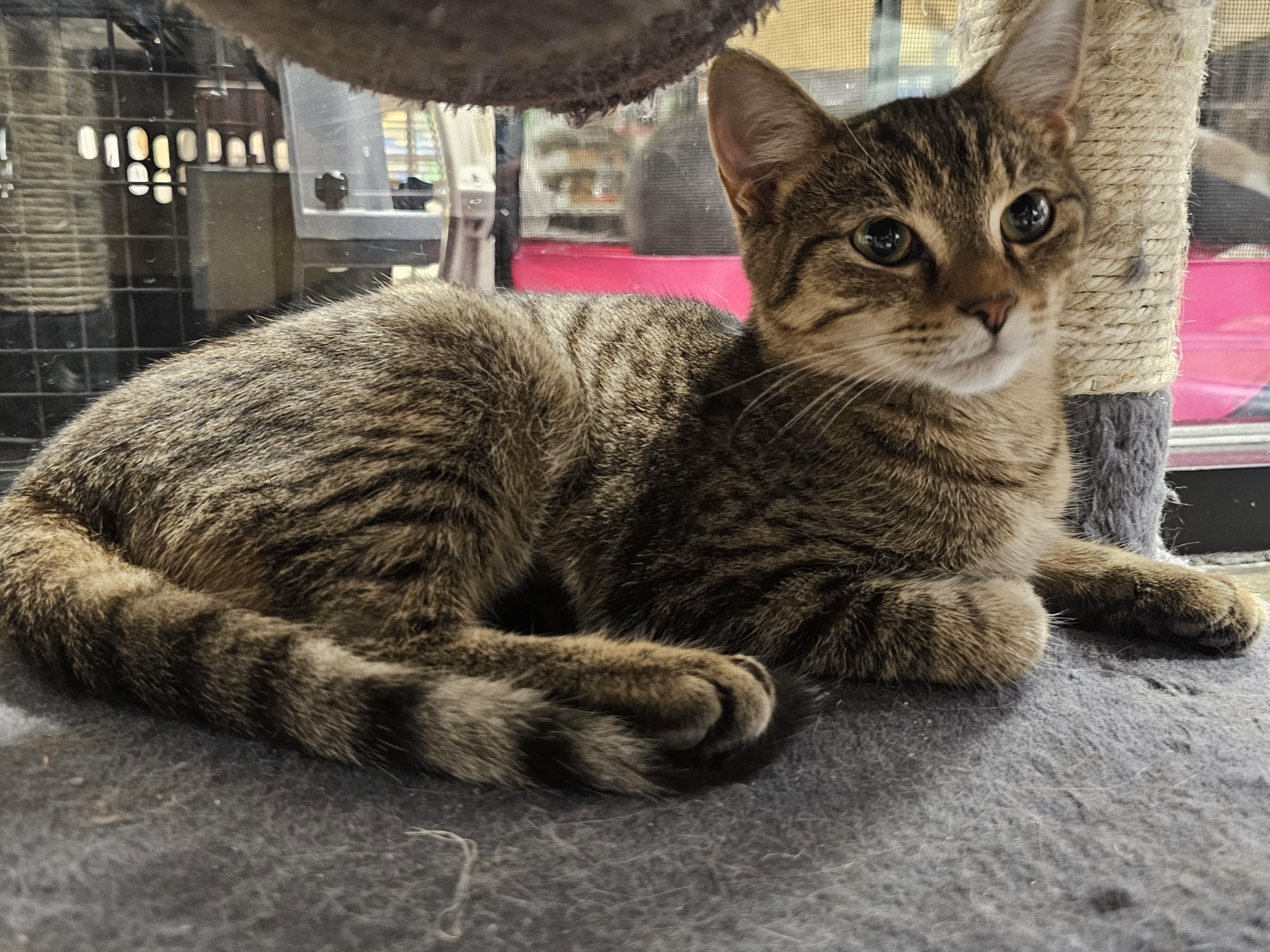 Ghost, Adopted, Kitten Male Tabby.