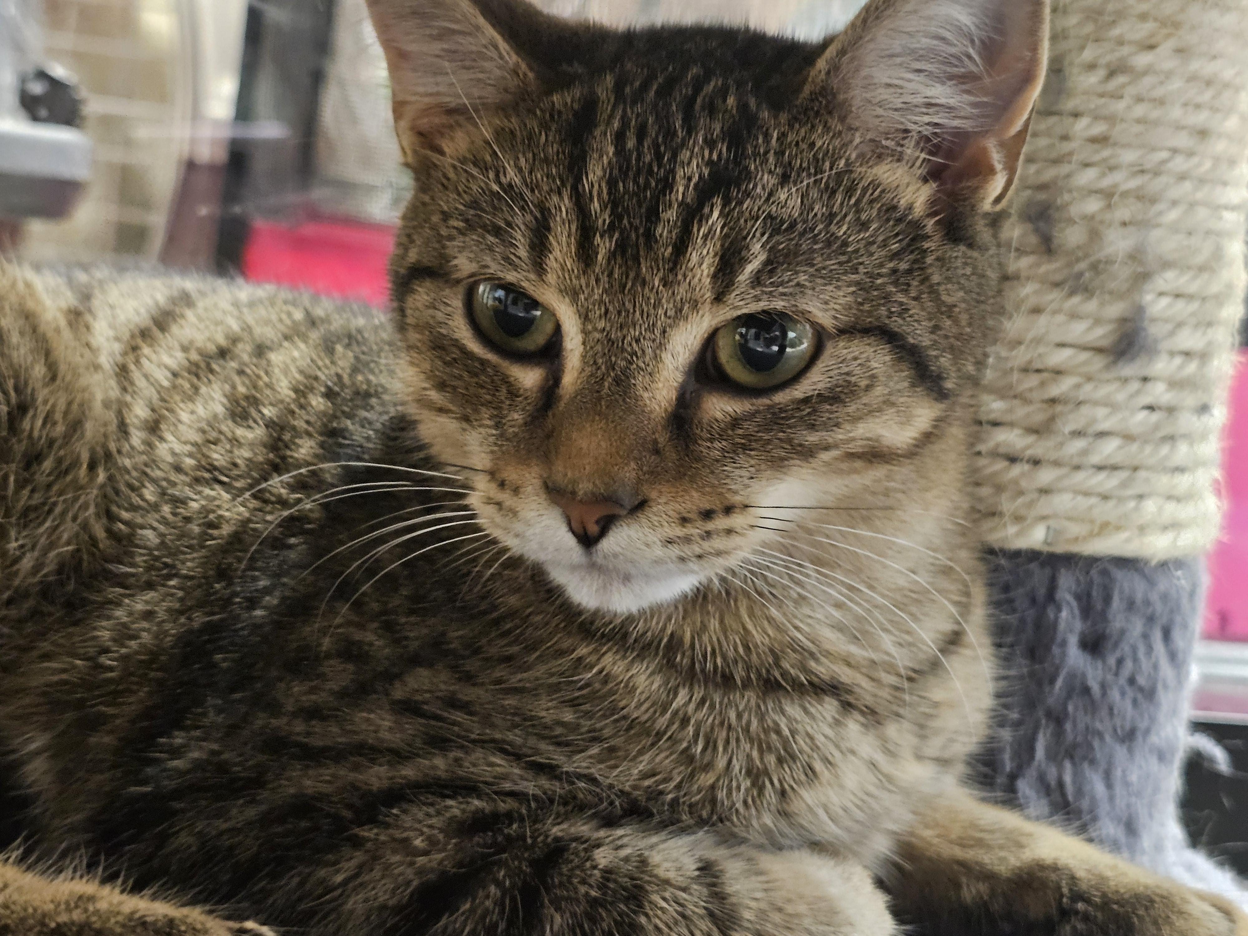 Enlarge Ghost, a Adopted Tabby in Richmond, VA image 6/6