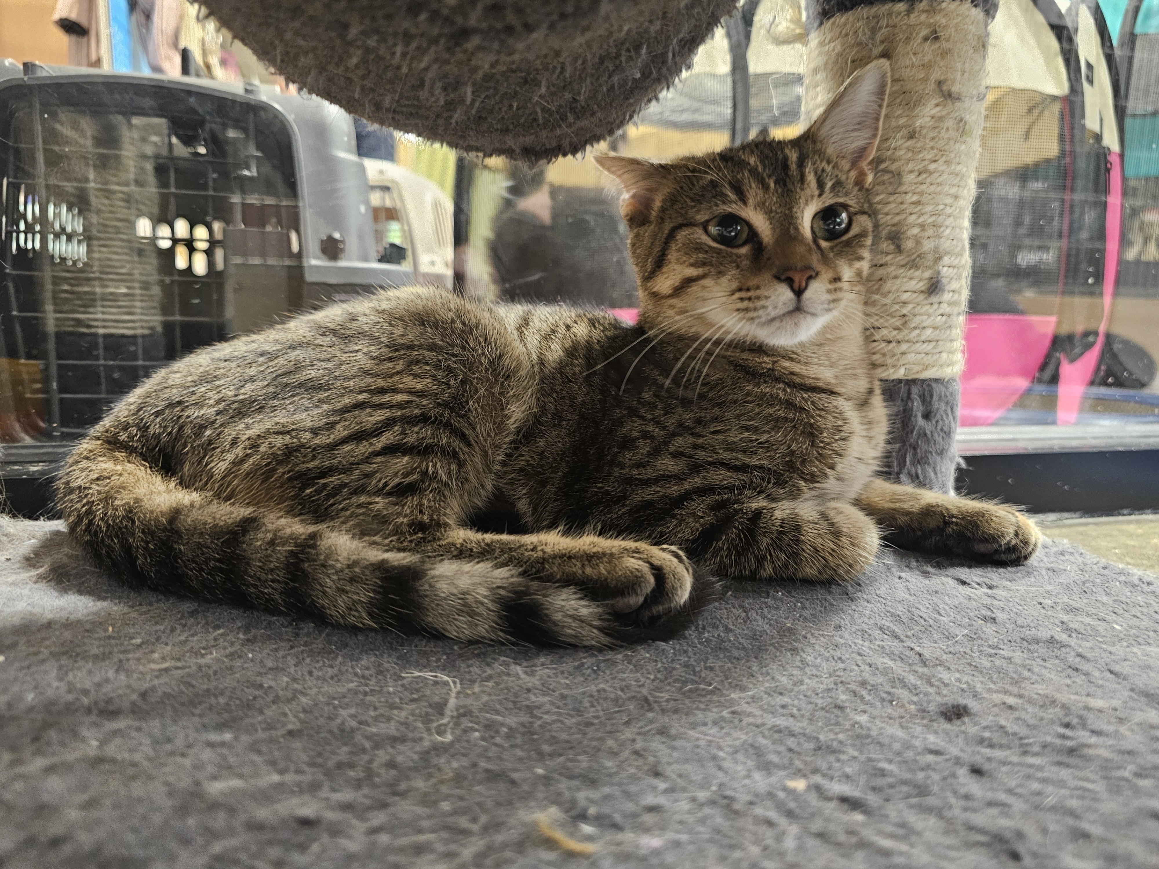 Enlarge Ghost, a Adopted Tabby in Richmond, VA image 5/6