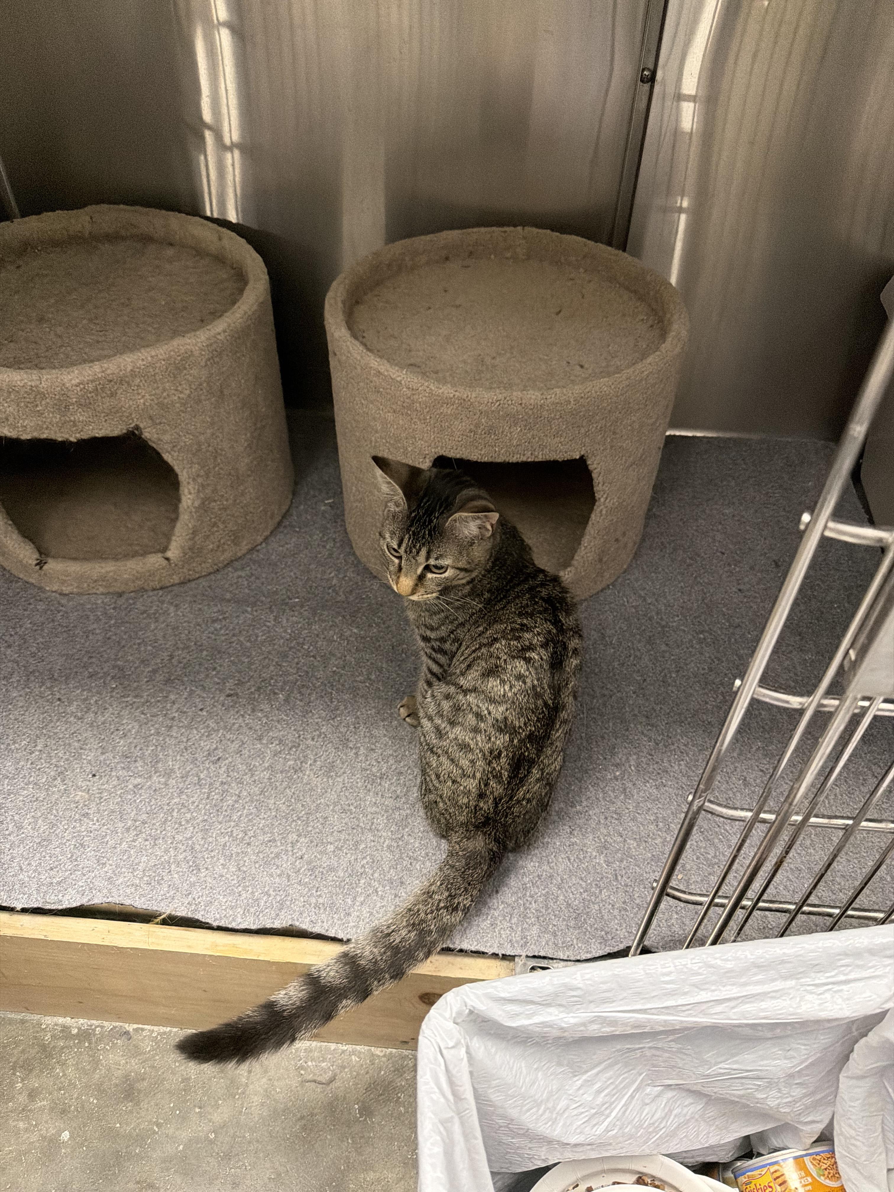 Enlarge Ghost, a Adopted Tabby in Richmond, VA image 3/6