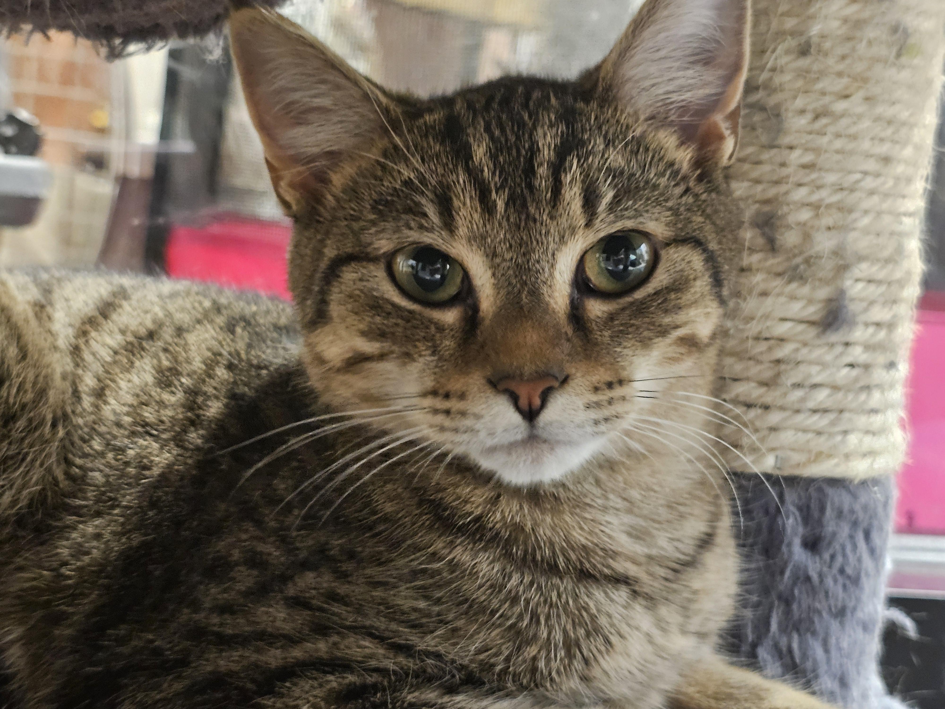 Enlarge Ghost, a Adopted Tabby in Richmond, VA image 2/6