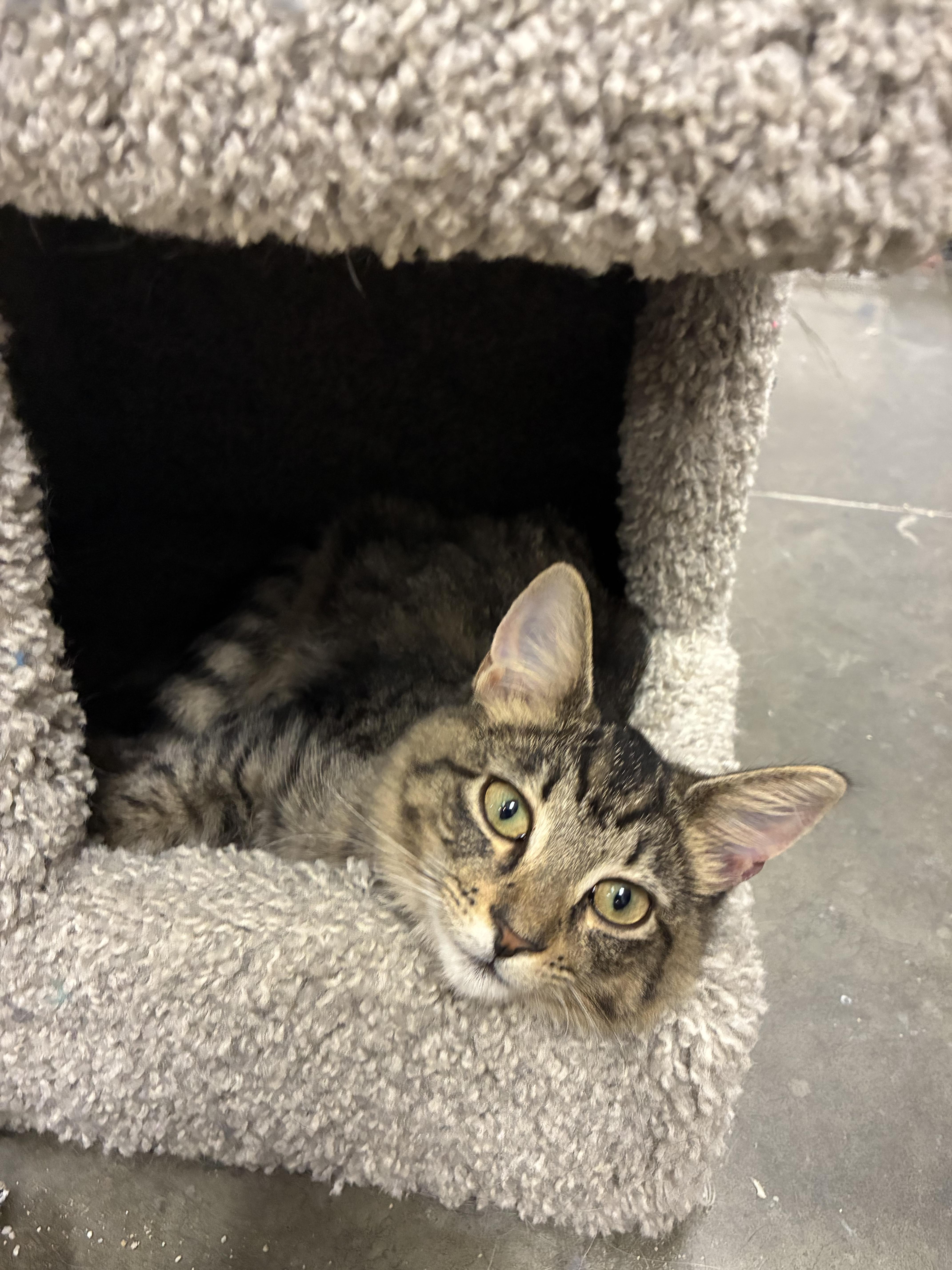 Enlarge Ghost, a Adopted Tabby in Richmond, VA image 4/6