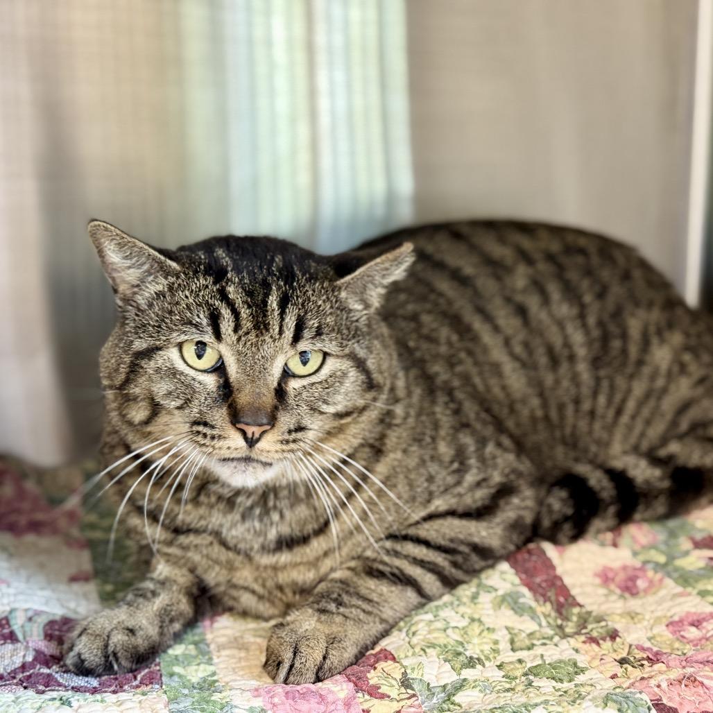 Enlarge BIG COUNTRY, a Adoptable mixed breed in Kyle, TX image 1/3