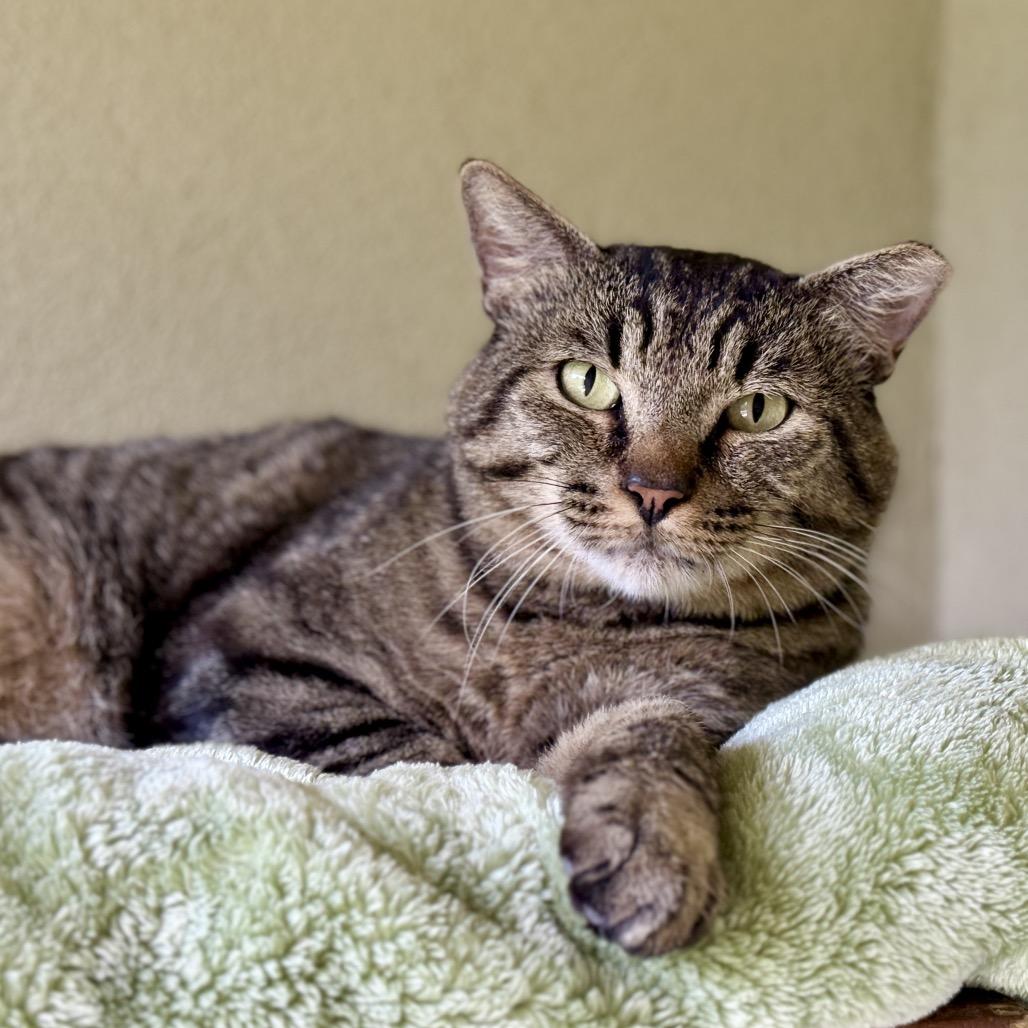 Enlarge BIG COUNTRY, a Adoptable mixed breed in Kyle, TX image 3/3