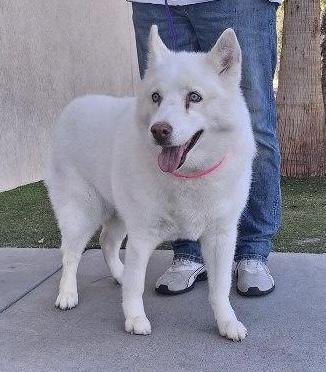 JYNX, adoptable, Senior Female Husky.