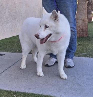 Enlarge JYNX, an adoptable Husky in Las Vegas, NV image 2/5