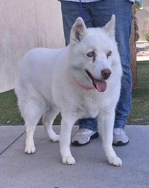 Enlarge JYNX, an adoptable Husky in Las Vegas, NV image 4/5