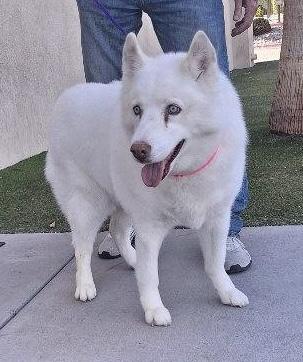 Enlarge JYNX, an adoptable Husky in Las Vegas, NV image 3/5