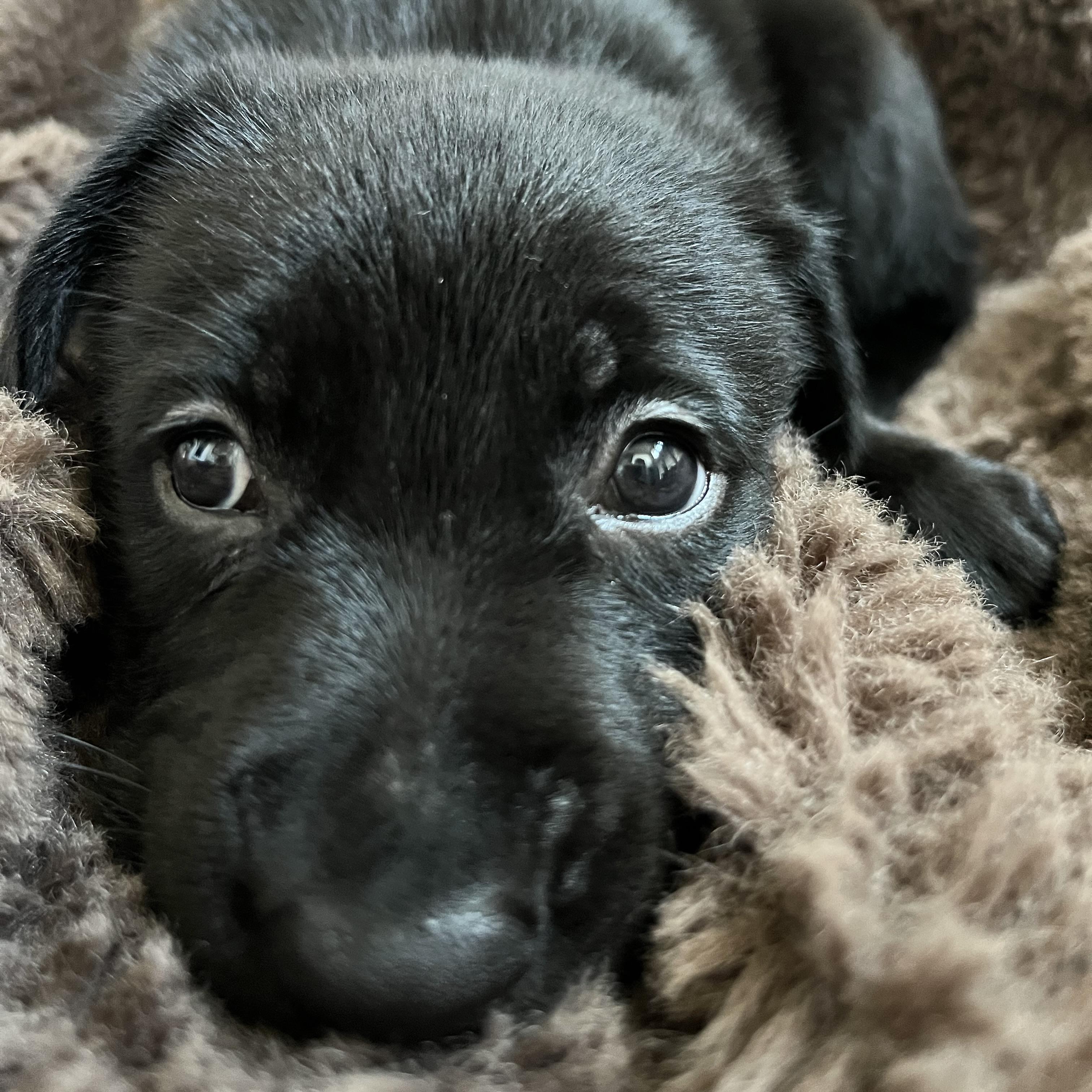Enlarge Poppy, a Adoptable mixed breed in NASHUA, NH image 4/5