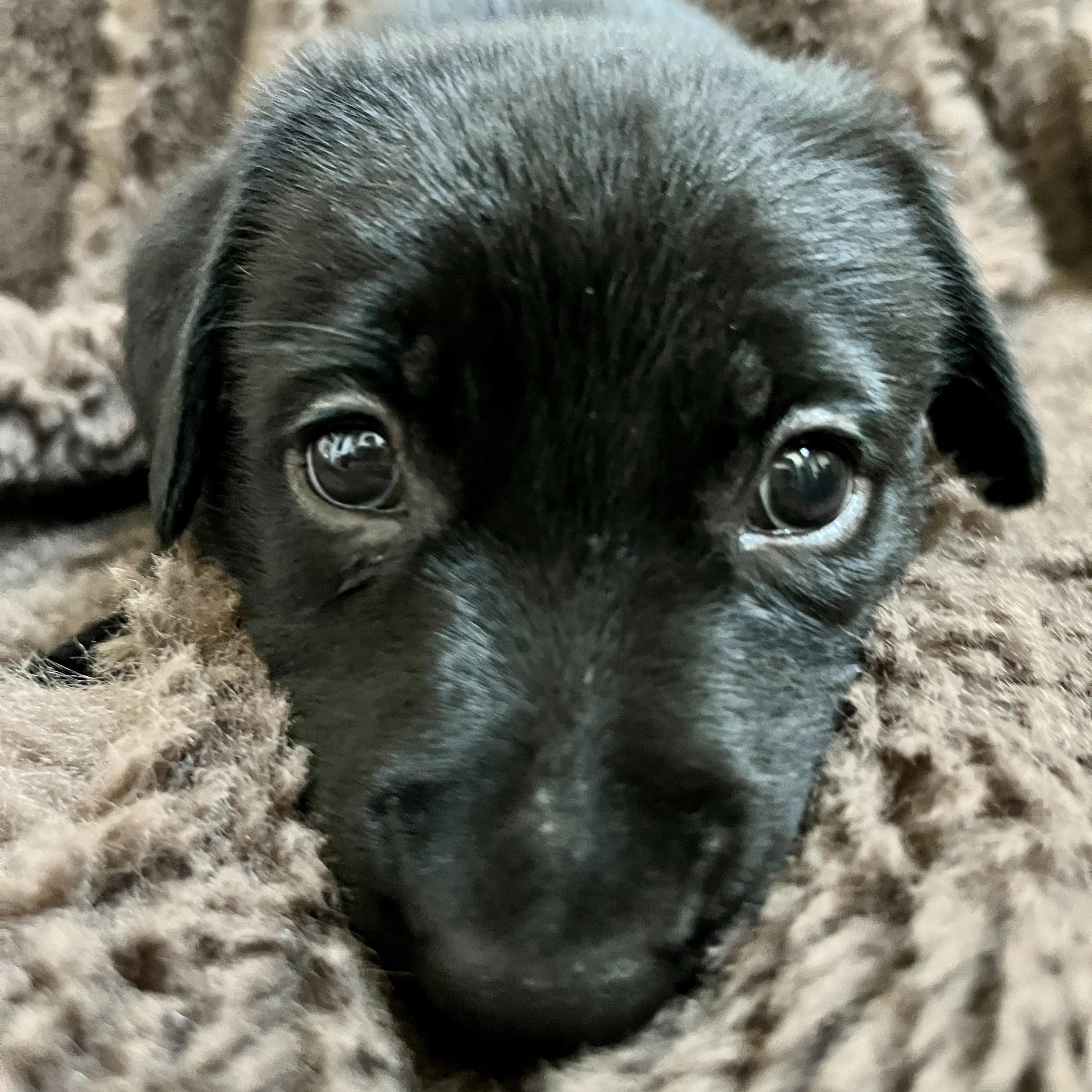 Enlarge Poppy, a Adoptable mixed breed in NASHUA, NH image 3/5