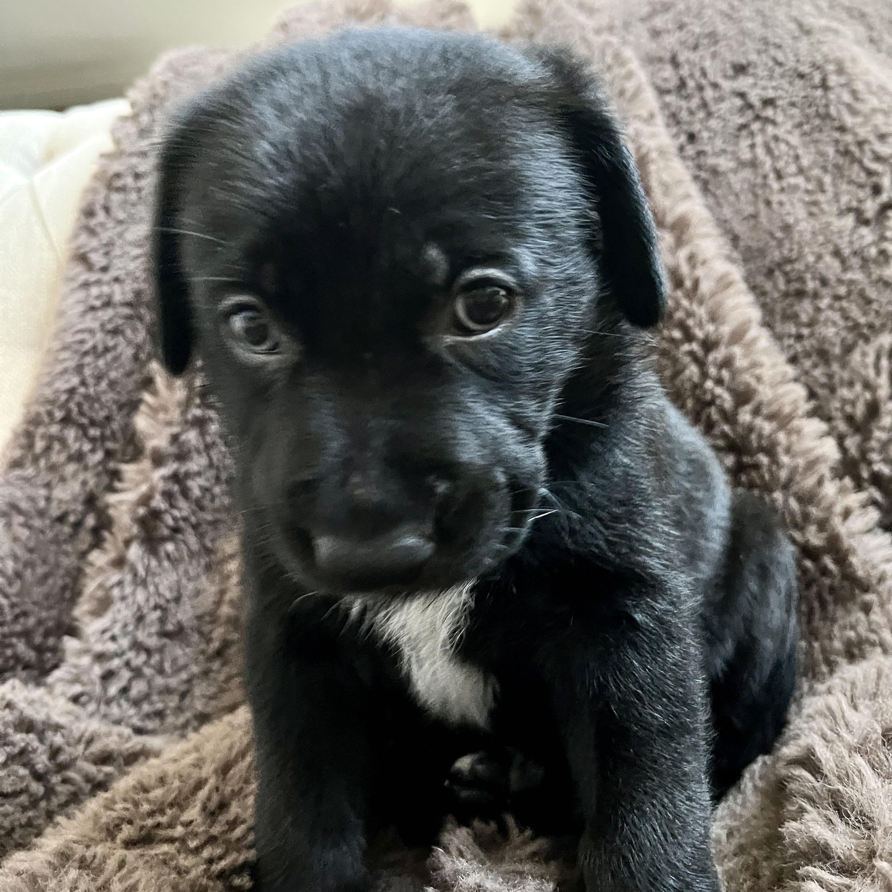 Enlarge Poppy, a Adoptable mixed breed in NASHUA, NH image 2/5