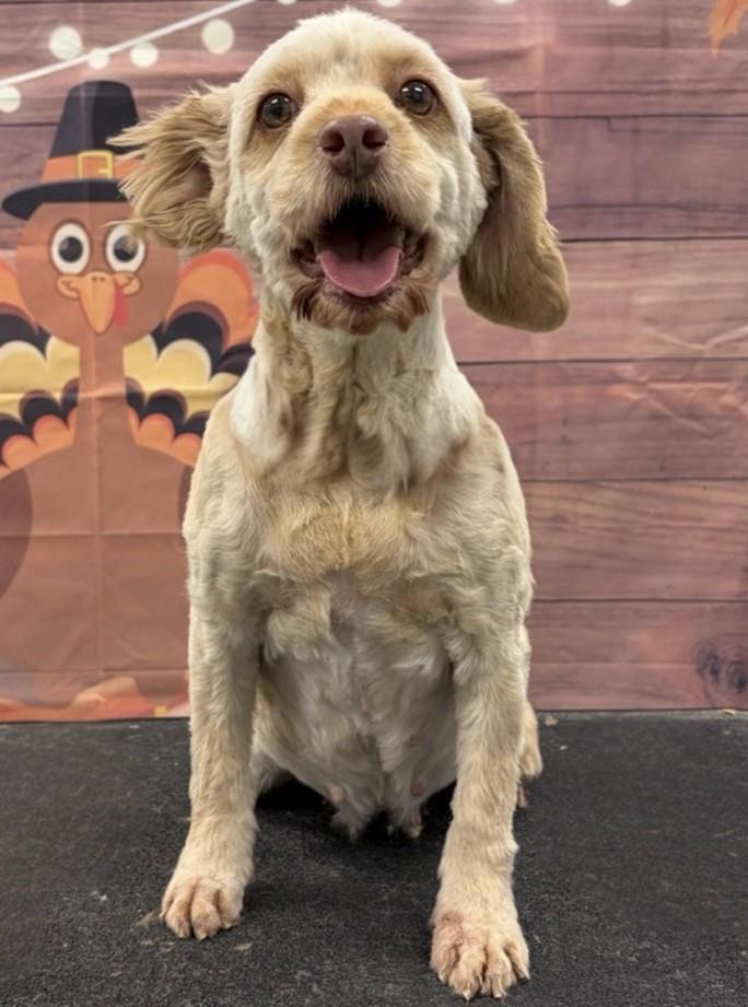 Cracker, Adoptable, Adult Female Cockapoo.