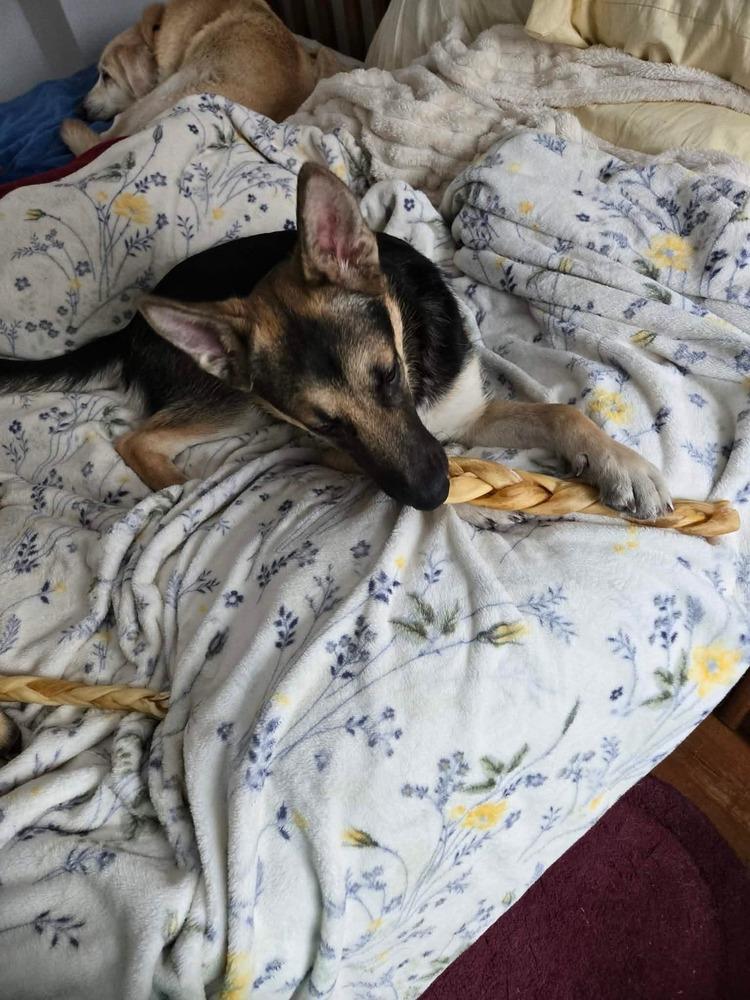 Harlow, Adoptable, Young Female German Shepherd Dog.