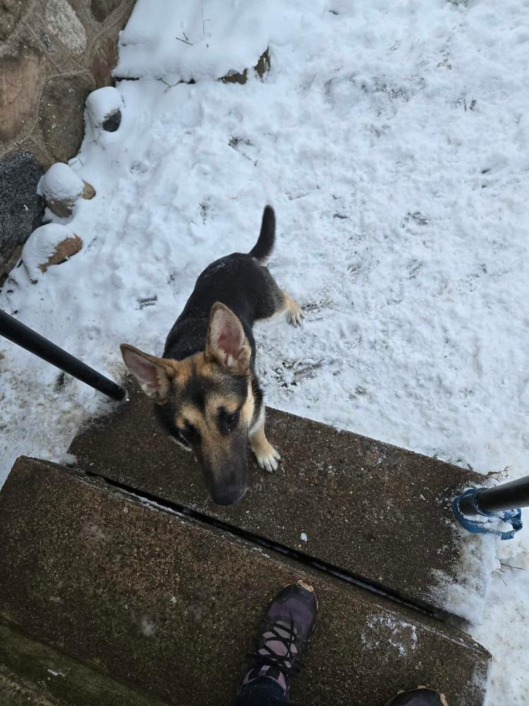 Enlarge Harlow, a Adoptable mixed breed in Fredonia, WI image 2/5