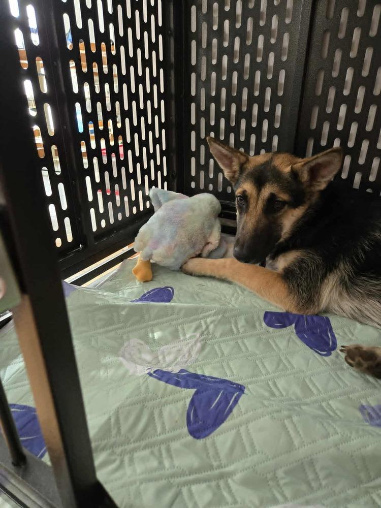 Enlarge Harlow, a Adoptable mixed breed in Fredonia, WI image 3/5