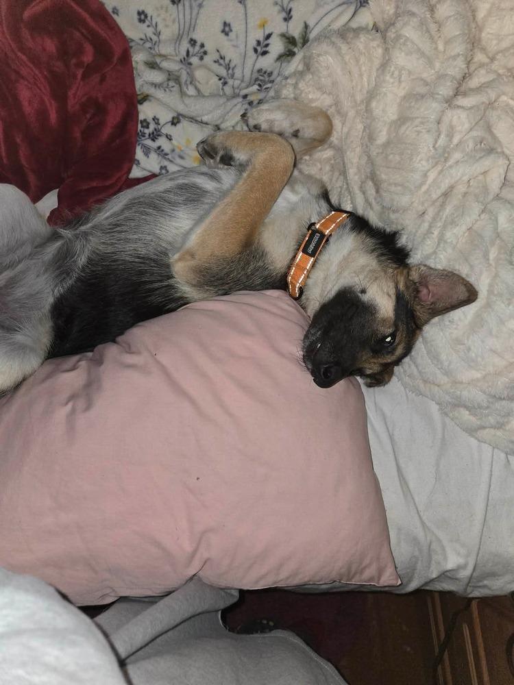 Enlarge Harlow, a Adoptable mixed breed in Fredonia, WI image 5/5