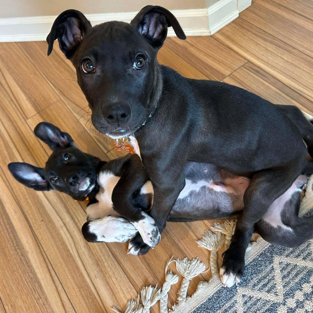 Rosie (Cleared and ready today!), Adoptable, Puppy Female Pit Bull Terrier & Mixed Breed.