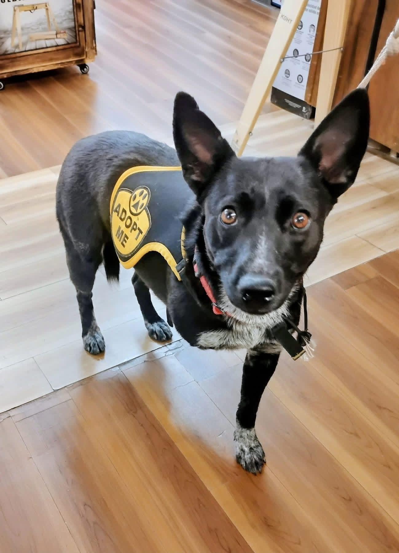 Enlarge Zelda, a Adoptable mixed breed in Durango, CO image 3/3