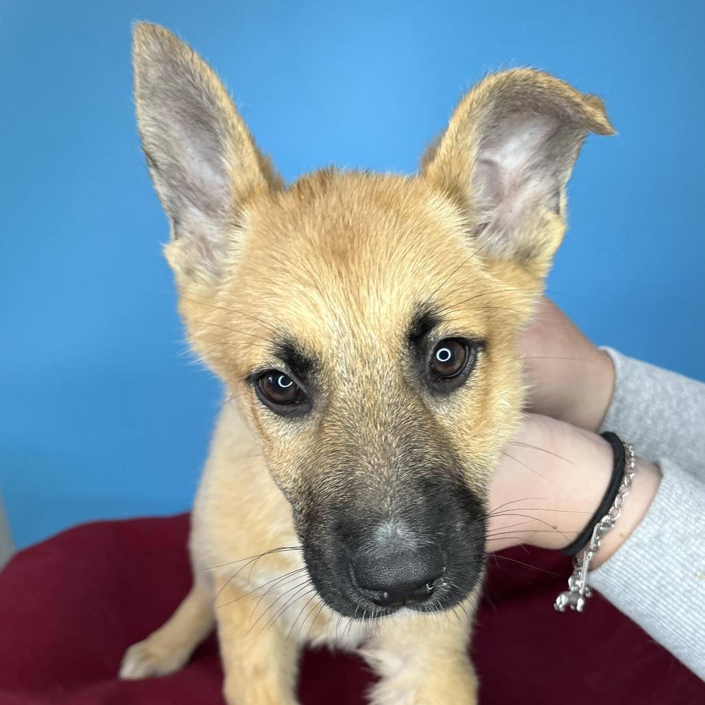 Magic, Adoptable, Puppy Female German Shepherd Dog & Golden Retriever.