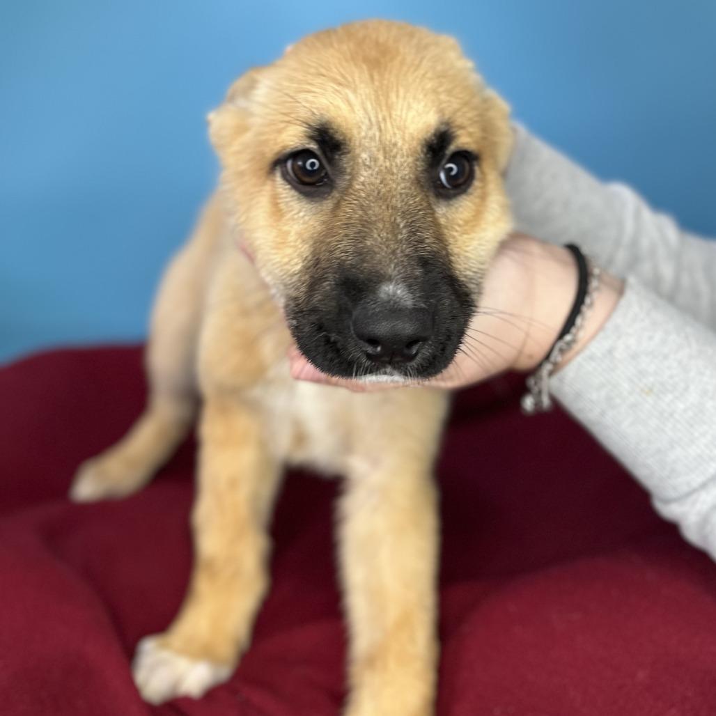 Enlarge Magic, a Adoptable mixed breed in San Antonio, TX image 2/5