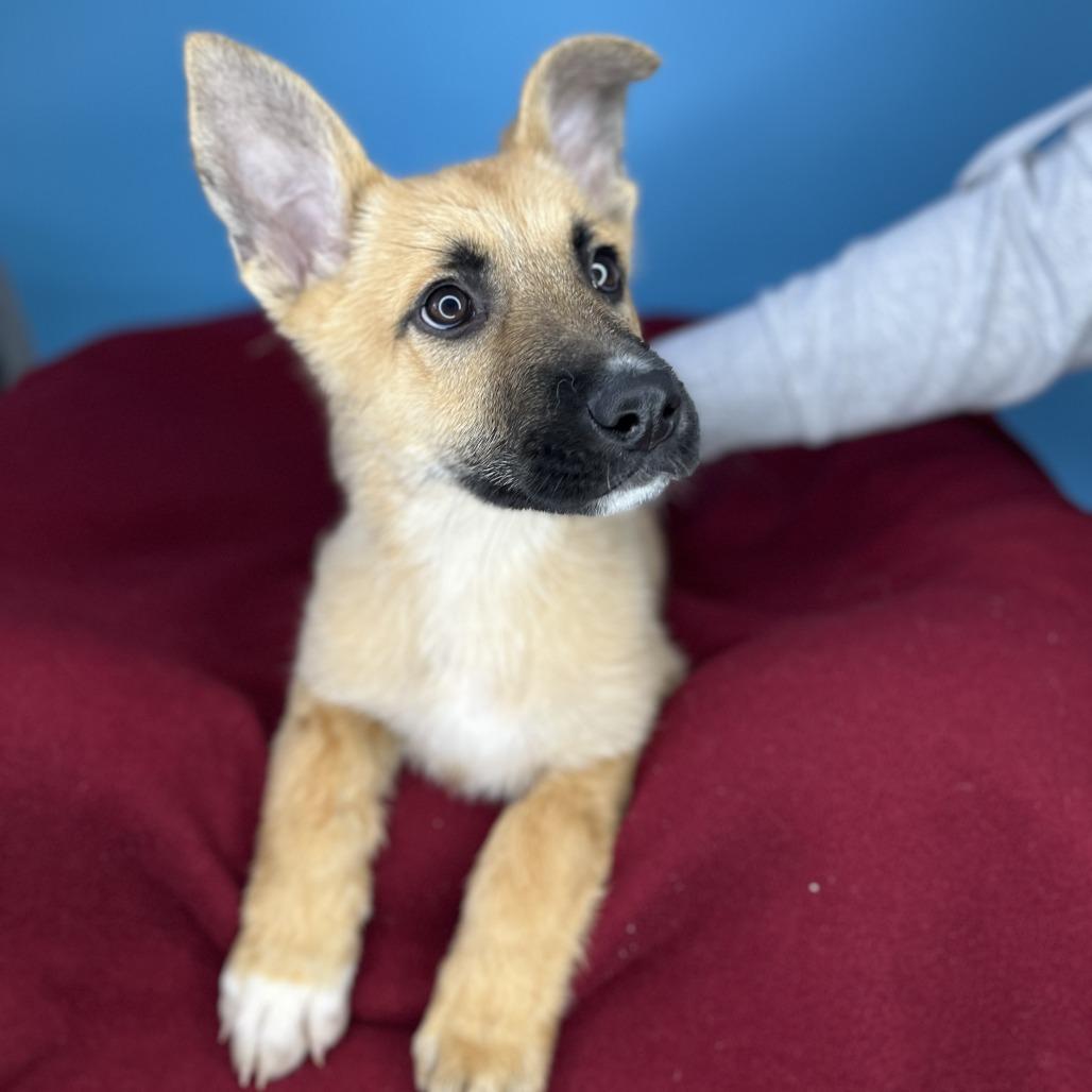 Enlarge Magic, a Adoptable mixed breed in San Antonio, TX image 3/5