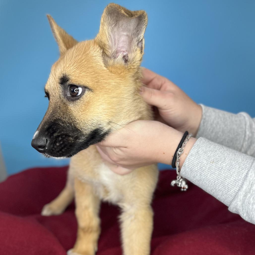 Enlarge Magic, a Adoptable mixed breed in San Antonio, TX image 4/5