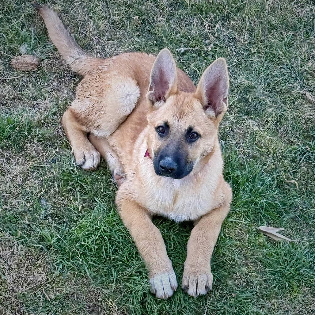 Enlarge Magic, a Adoptable mixed breed in San Antonio, TX image 5/5