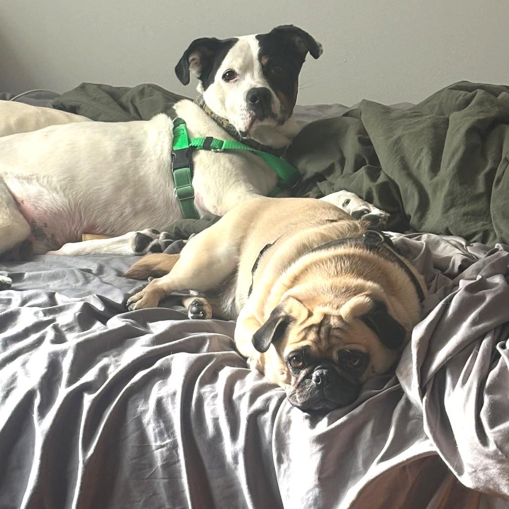 Wyatt, a Adoptable Mixed Breed in Chicago, IL image 5/6