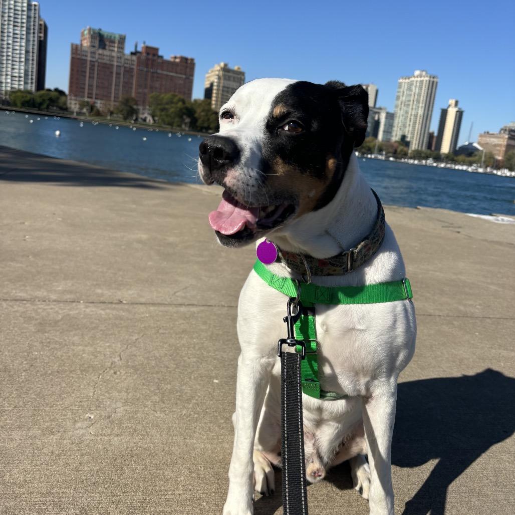 Wyatt, a Adoptable Mixed Breed in Chicago, IL image 3/6