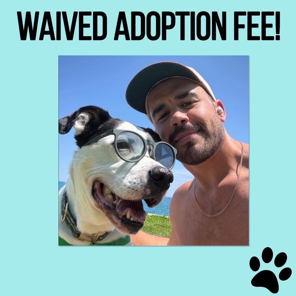 Wyatt, a Adoptable Mixed Breed in Chicago, IL image 1/6